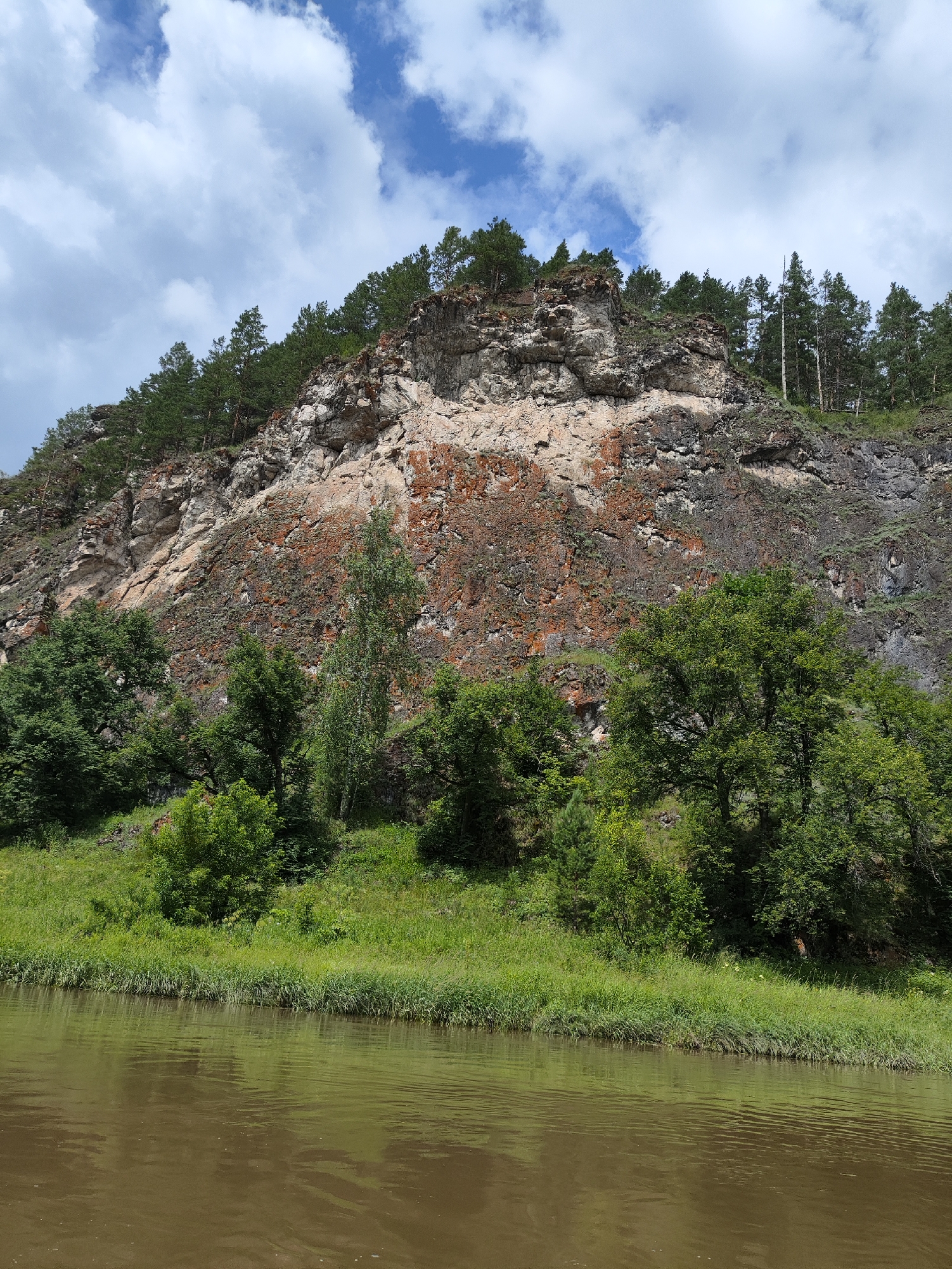 A wide, brown river flows in the foreground, its surface rippling with gentle waves. The riverbank is lined with lush green grass and tall reeds. Behind the riverbank, a steep, rocky cliff face rises dramatically. The cliff is composed of various shades of rock, with patches of reddish-brown moss or lichen clinging to its surface. Pine trees and other green foliage grow along the top and sides of the cliff, their dark green contrasting with the lighter rock. The sky above is a bright blue, dotted with fluffy white clouds. The scene depicts a natural landscape, likely in a rural or wilderness area. The time of day appears to be daytime, given the bright lighting and clear blue sky, and the weather seems pleasant and sunny. The location cues are consistent with a riverine environment near a rocky geological formation, such as those found in the Lakly region of Russia. No people, objects, or visible text are present in the image.