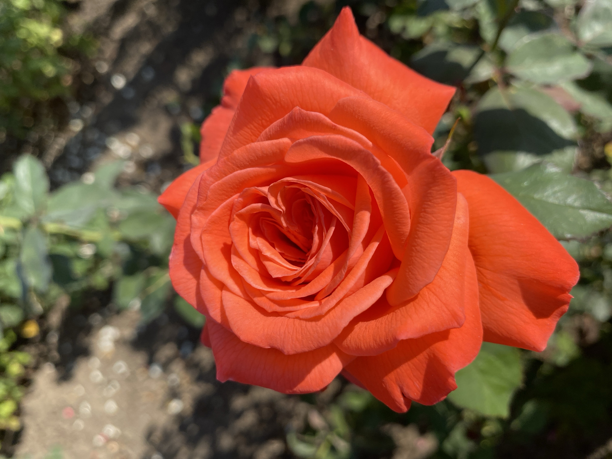 The image is a close-up, overhead shot of a vibrant orange rose in full bloom. The rose is the central focus, with its petals unfurling in a spiral pattern. The lighting suggests it is daytime, with sunlight casting shadows on the petals, highlighting their texture. The background is softly blurred, showing hints of green leaves and dark soil, indicative of a garden setting. There is no indication of any specific location within Ventsy, Russia, or any people present in the image.