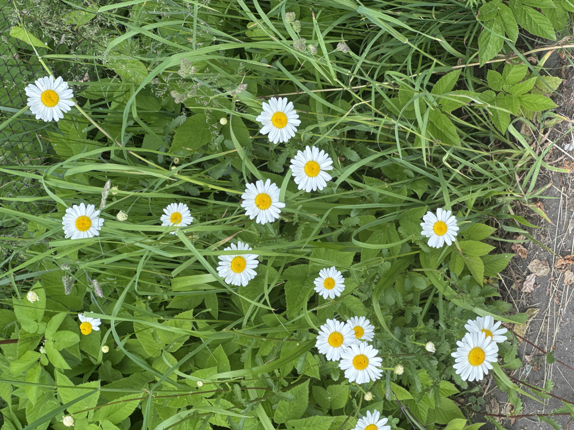 The image provides an overhead, close-up view of a vibrant patch of green foliage interspersed with numerous white daisies. The daisies, featuring bright yellow centers and pristine white petals, are scattered throughout the frame, some appearing individually and others in small clusters.
The dominant background consists of a dense variety of green plants. Long, thin blades of grass weave across the frame, mixed with broader, textured leaves of other plant species. Some small, feathery seed heads or flower buds are visible amongst the grass, contributing to the natural and slightly untamed character of the scene.
Towards the right side and bottom right corner, a section of an asphalt or concrete path is visible, characterized by its rough, grey texture and scattered dried leaves and small debris. This indicates the edge of a cultivated or paved area contrasting with the wild growth. On the far left, a dark, mesh-like structure, likely a fence, is faintly discernible behind some leaves and a prominent daisy.
The scene is captured in natural daylight, with no harsh shadows, suggesting either an overcast day or even lighting. There are no people or discernible activities taking place, and no visible text. The overall impression is one of natural beauty and lush growth at the border of a man-made environment.