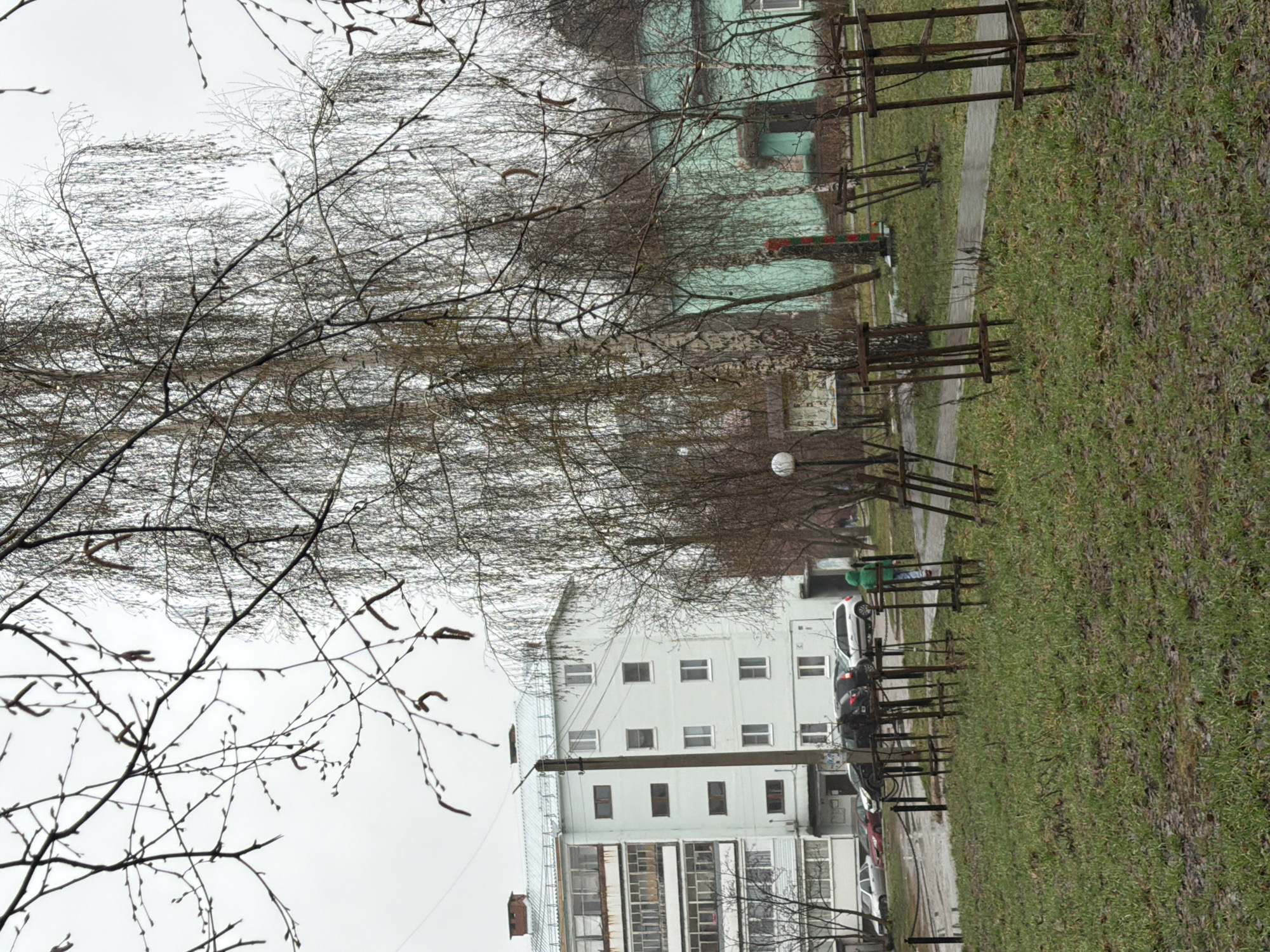 The image, oriented correctly, depicts an urban or residential scene in Noviy, Russia, under an overcast sky. In the foreground and midground on the left, a large deciduous tree, likely a birch, dominates the frame with its numerous bare branches and visible catkins, suggesting late winter or early spring. The sky is a uniform, bright white.
Towards the right side of the image, two multi-story buildings are visible. The one closer to the viewer has a distinct light green facade, while another further back is an off-white color with numerous rectangular windows. A paved pathway runs horizontally across the midground, bordered by several simple wooden fences or barriers on both sides. A grassy area with sparse, somewhat brown and green vegetation, indicative of early spring or a dormant period, occupies the lower right quadrant. The ground in places appears wet.
Several cars are parked along what appears to be a road or parking area between the buildings and the pathway. In the distance, near the green building, a person wearing a bright green jacket is visible, and another figure can be seen further along the path. A street lamp stands in the mid-ground. A red and green striped barrier or sign is located near the green building. No legible text is discernible on any objects or buildings. The overall impression is one of a quiet, somewhat bleak daytime scene, characterized by the gray weather and bare trees.