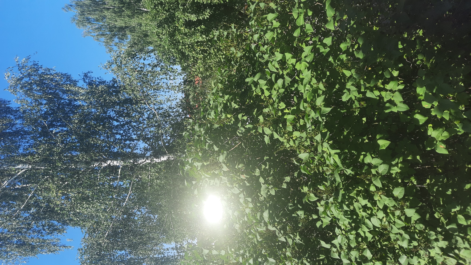 The image depicts a sunlit scene with dense green foliage, dominated by a large birch tree with its characteristic white and black bark. The sun is intensely bright, creating a glare that partially obscures the leaves in the foreground. Behind the birch, other trees and dense bushes are visible. The sky above is a clear, bright blue. The overall impression is one of a natural, possibly rural or park-like setting. Without any specific landmarks, it is impossible to definitively place this image in the city of Шклоў, Belarus.