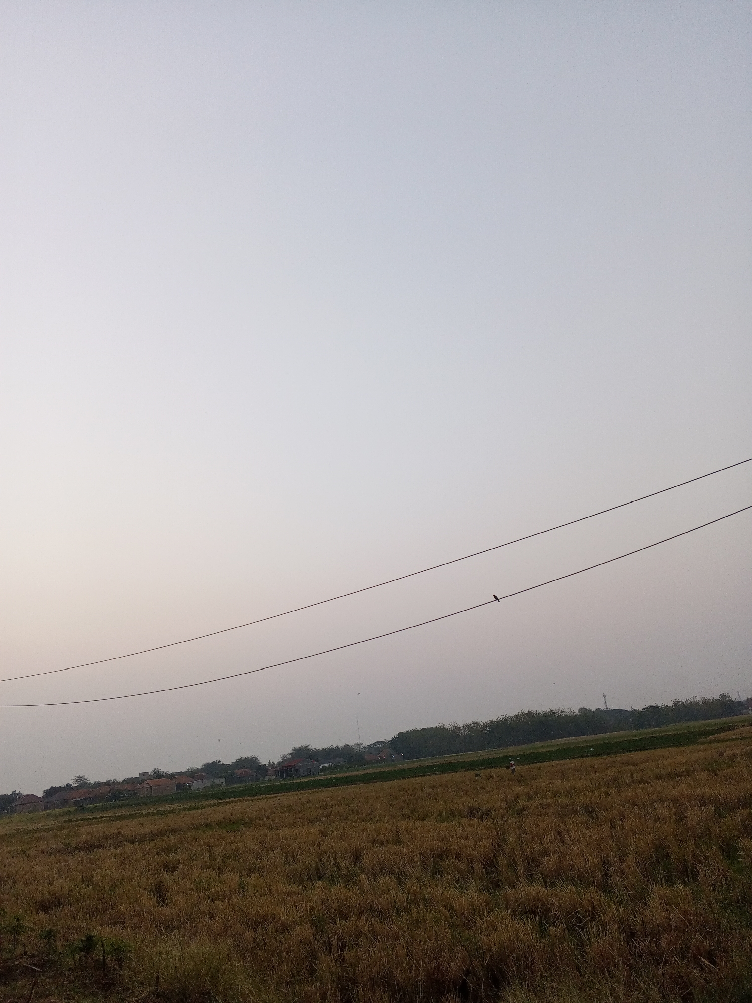 The image depicts a rural landscape in Pakusamben, Indonesia. In the foreground, a harvested rice field, characterized by dry, golden stalks, stretches across the scene. In the midground, a line of trees forms a visual barrier separating the field from a small cluster of houses with reddish-brown roofs. The sky above is a pale, hazy gray, suggesting either early morning or late afternoon. Two dark power lines traverse the upper portion of the image, with a small bird perched on the lower line. In the distance, several indistinct figures can be seen in the field, one appearing to be a person. The overall impression is one of quiet rural life.