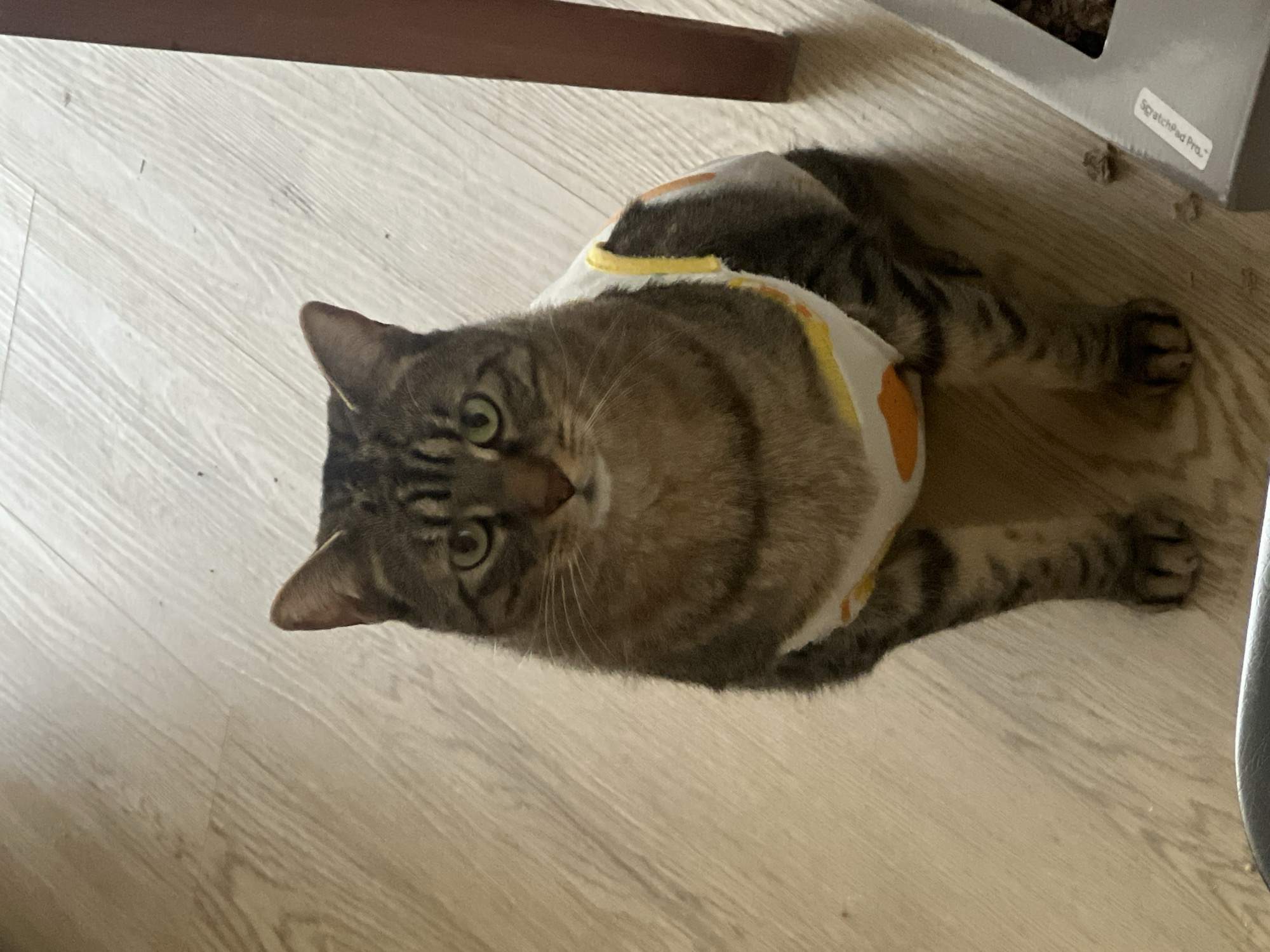 A tabby domestic cat sits upright on a light-colored wood floor in the City of New York, United States of America. The cat faces directly forward, displaying distinct brown, grey, and black stripes and spots, and possesses green eyes. It is attired in a white garment, likely a recovery suit or shirt, featuring yellow shoulder straps and orange, abstract shapes printed on its fabric. To the immediate right of the cat, a dark brown vertical furniture leg is partially visible. In the bottom right foreground, a grey object labeled "Scratchpad Pro" is present, accompanied by small, light-colored debris on the floor. A dark, indistinct object occupies the bottom left corner.