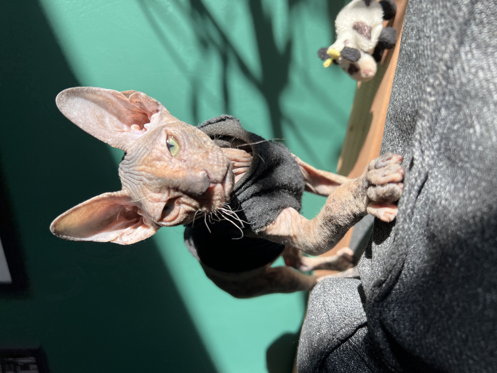 A hairless cat wearing a black shirt clings to a gray fabric-covered surface. The cat has large ears, visible wrinkles in its skin, and light-colored eyes. In the background, there is a green wall with shadows cast on it. A stuffed animal resembling a black and white animal is also visible in the background. The scene appears to be indoors. There is no information available to determine if the location is Kazan, Russia.