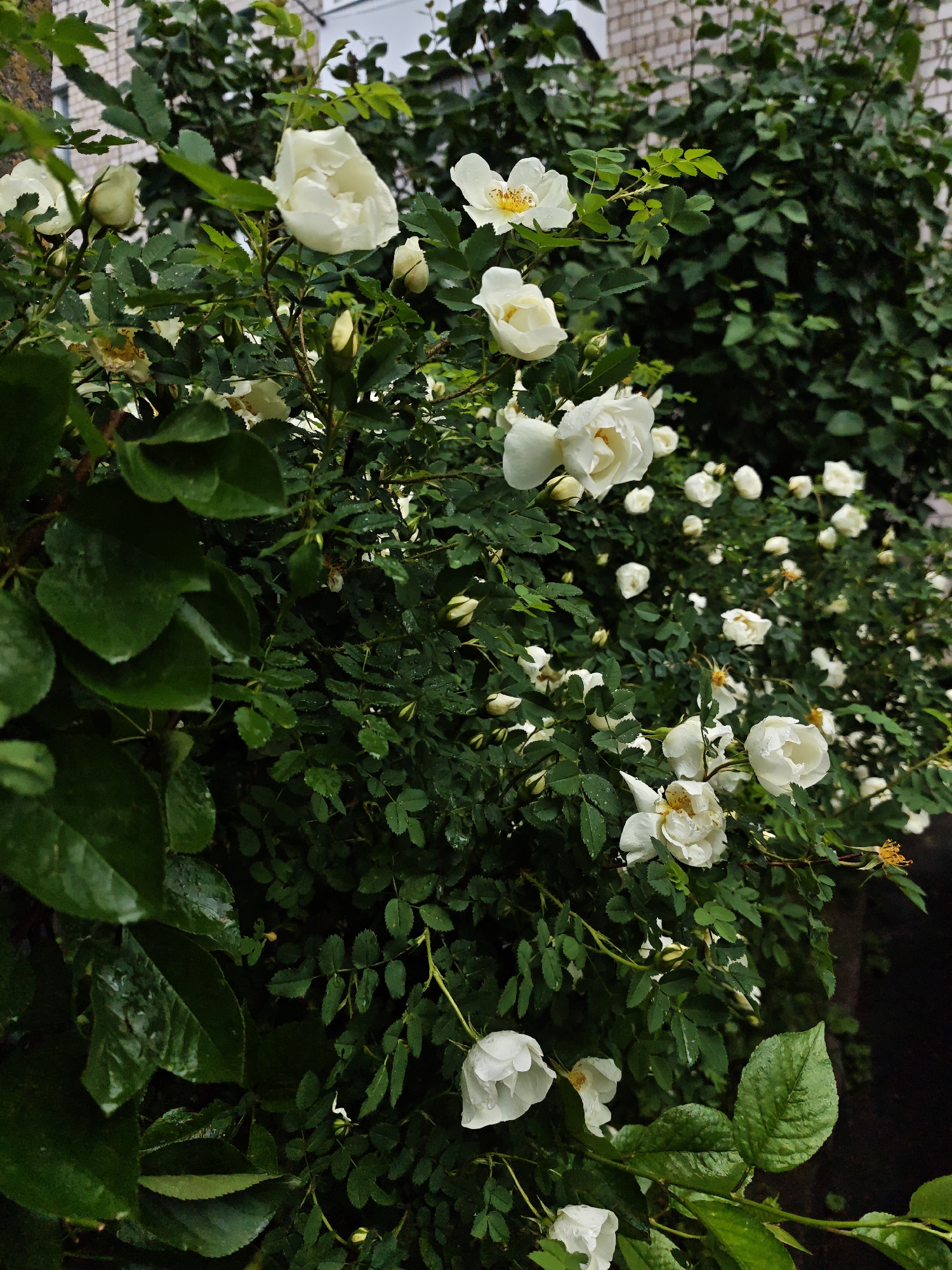 The image depicts a bush of white roses in an outdoor setting. The roses are in various stages of bloom, with some fully open and others still in bud. Water droplets are visible on the leaves, suggesting recent rain. In the background, a brick building and greenery are visible, hinting at an urban location in Vinnytsia, Ukraine. No people are visible in the image.