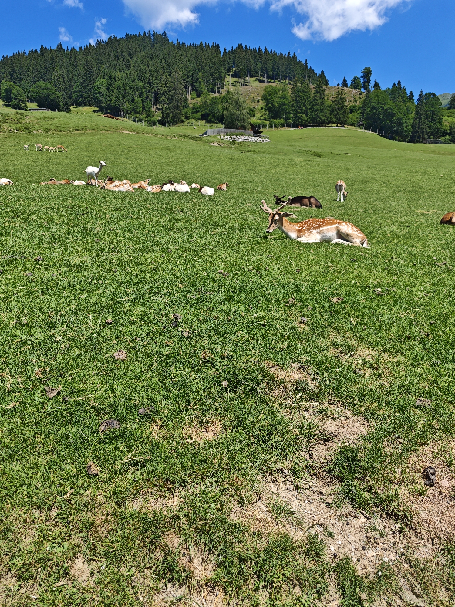 The image depicts a herd of fallow deer grazing on a lush green meadow in Kochau, Austria. The meadow is situated at the base of a densely forested hill, with a clear blue sky dotted with white clouds overhead. Several deer are visible in the foreground, with one particularly prominent deer lying down and another standing alert. Other deer are scattered throughout the meadow, some grazing and others resting. The scene is idyllic and peaceful, showcasing the natural beauty of the Austrian countryside.