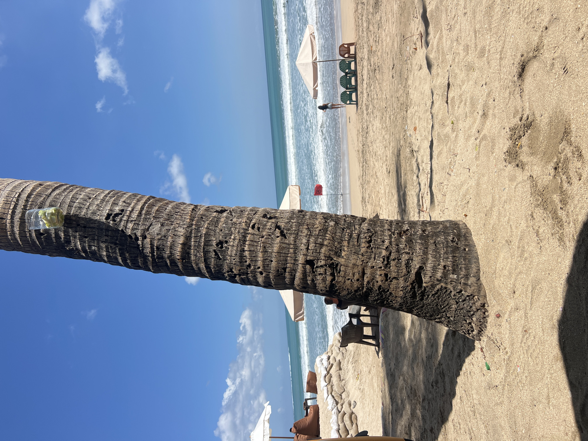 A tropical beach scene in Kuta, Indonesia, is depicted. The foreground is dominated by the rough, textured trunk of a coconut palm tree, partially obscuring the view of the beach beyond. A clear plastic cup containing what appears to be green fruit slices is attached to the upper portion of the trunk. The sand is light brown and shows subtle undulations and shadows.
In the middle ground, the ocean stretches out with moderate waves breaking along the shore. A person, a female with dark hair wearing a light-colored top and shorts, stands near the water's edge, facing the sea. Several plastic chairs are arranged in front of a beige beach umbrella. Further back, a red flag is planted in the sand near the water. To the left, a white beach umbrella provides shade over seating areas, including beanbag chairs, which are supported by sandbags.
The sky is a clear, bright blue with scattered white clouds, indicating a sunny day. The overall impression is a tranquil beach setting with elements of a resort or relaxation area.