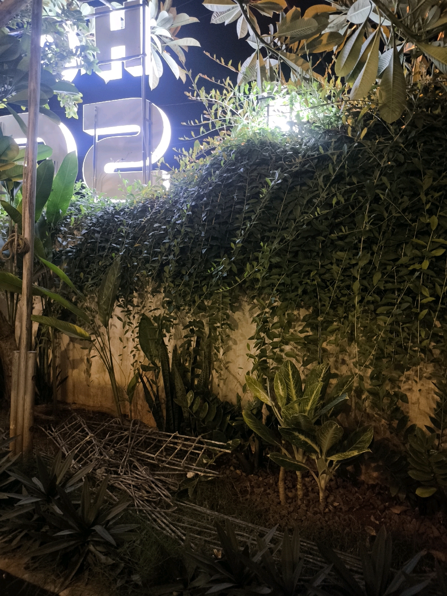 The image shows a nighttime scene in Tuban, Indonesia, featuring a wall covered in dense green ivy. A large, illuminated sign with stylized white letters, possibly part of a business name, is visible in the upper left and center. The letters appear to spell out "HO" and then possibly "E" or "F". In the foreground, there are various plants and foliage, including broad-leafed tropical plants and spiky, sword-like leaves. To the left, a vertical wooden pole is present, and further down, a pile of metallic, grid-like structures lies on the ground. The lighting in the scene is artificial, coming from behind the sign and from a bright light source illuminating the ivy from within. The overall impression is of an outdoor area, possibly a storefront or garden, at night.