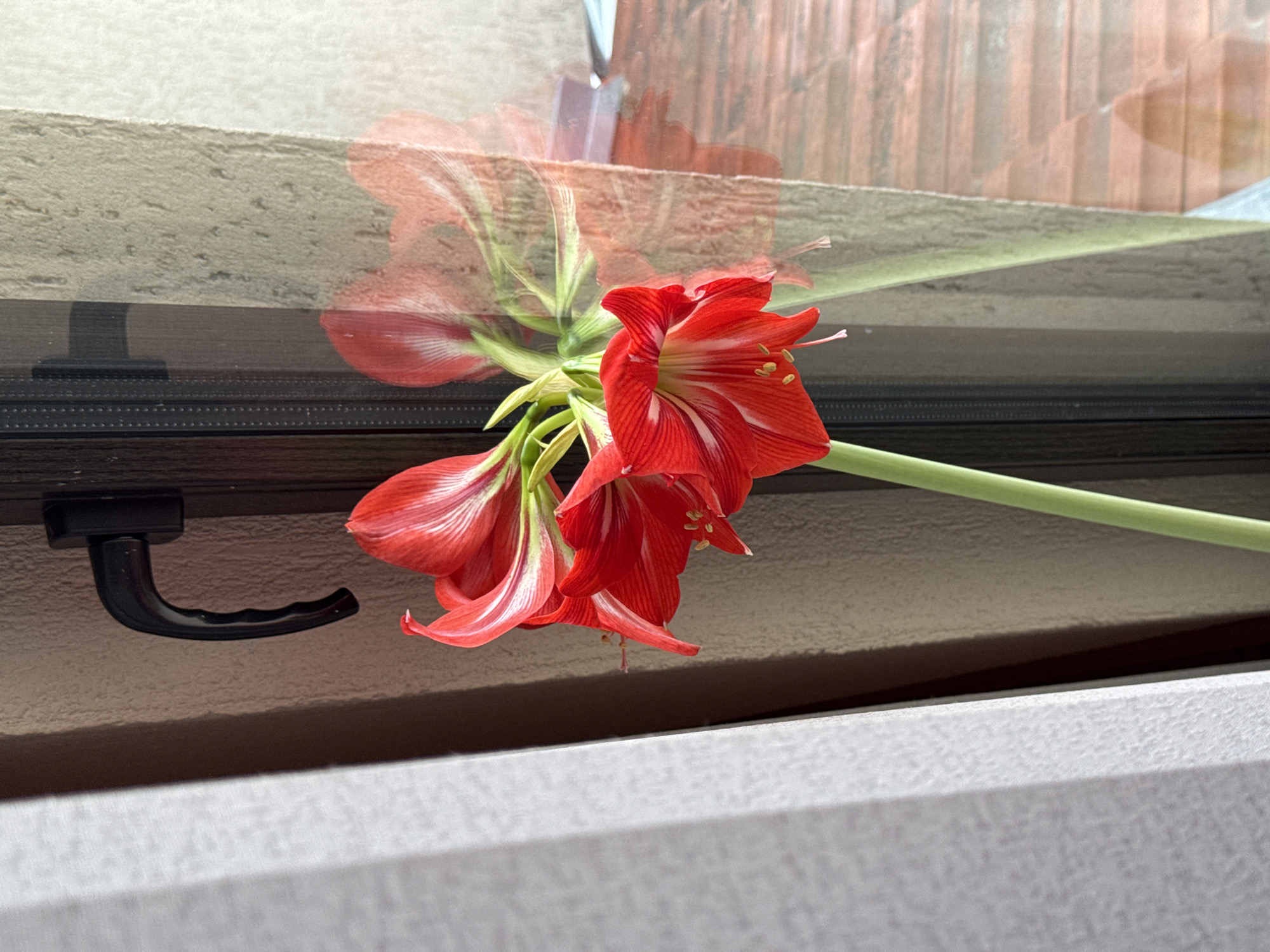 A close-up shot captures a cluster of red and white Amaryllis flowers lying on a window sill. The blooms are vibrant, exhibiting a layered petal arrangement with distinct red and white stripes. The green stem stretches horizontally across the frame. The window sill appears to be made of a textured material with a neutral color. A black window handle is visible on the left side of the frame. The reflection of the flowers and the surrounding environment can be seen in the glass of the window. The specific location in Sofia, Bulgaria, cannot be determined from the visual information provided.