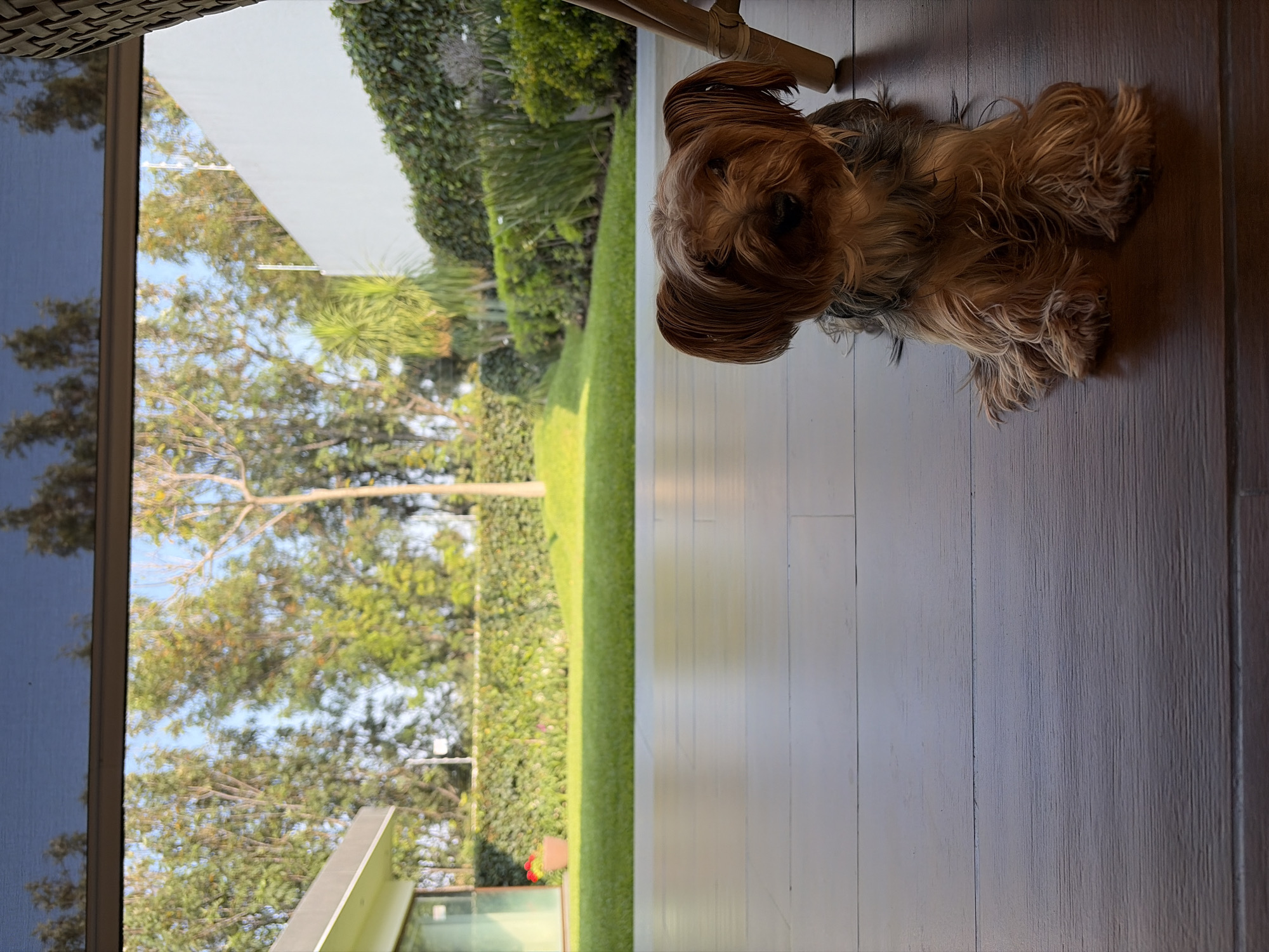 A medium-sized, long-haired, brown and tan dog, likely a Yorkshire Terrier or similar breed, is lying on a light-colored, wood-planked floor. The dog faces the viewer. To the left of the dog is a view of a garden, seen through an open doorway or window. The garden includes a well-maintained green lawn, trees, and a dense green hedge. Beyond the trees, a glimpse of a building with a light-colored roof is visible. The dog is indoors, close to the exterior space of the garden. The location is in San Bernardino Tlaxcalancingo, Mexico.