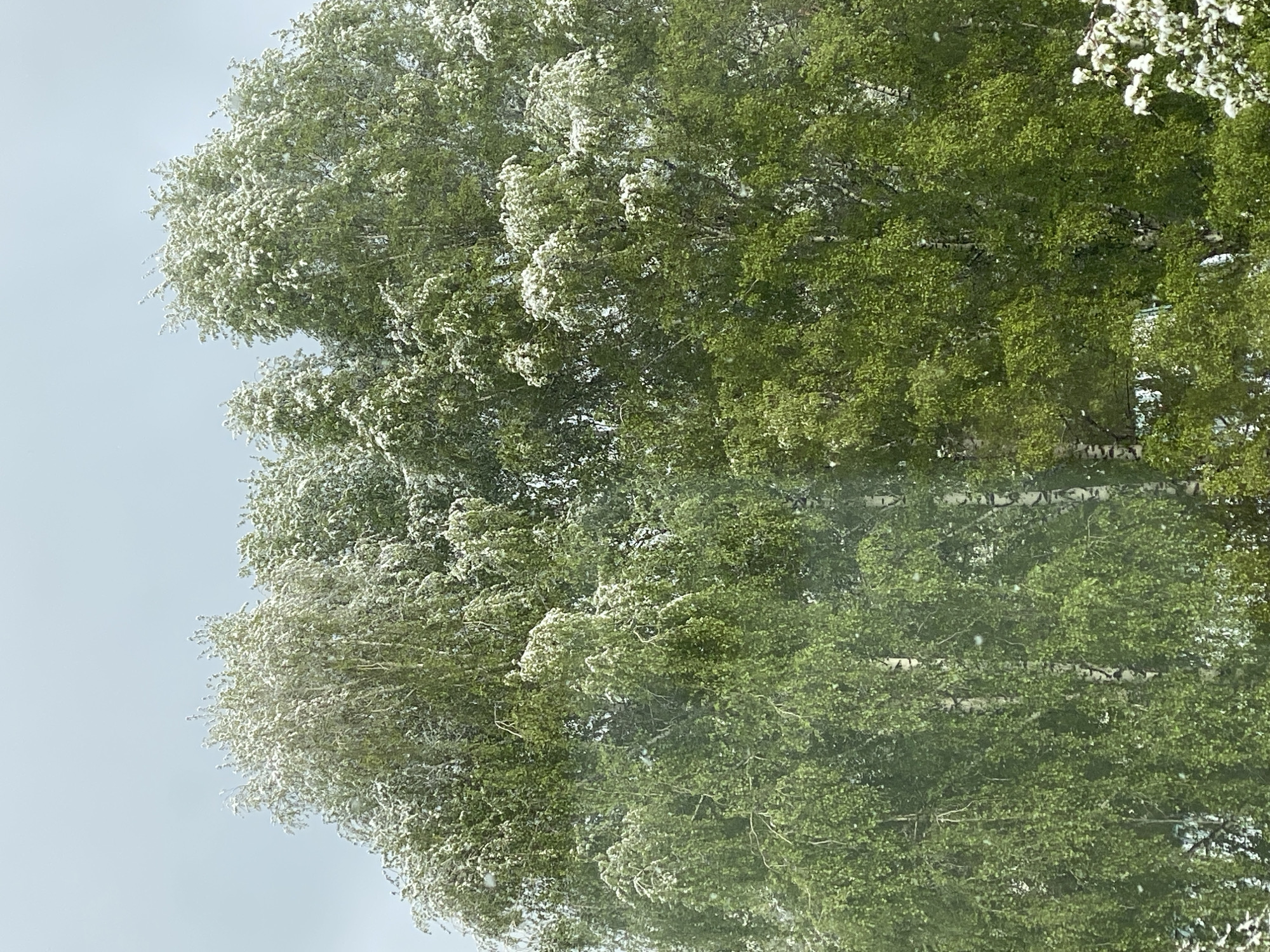 The image shows a tree with green leaves and white flowers or snow, potentially a birch tree due to the white bark visible through the foliage. The sky is a pale, overcast gray. The location is claimed to be in the city of Novokuznetsk, Russia. No people, other objects, actions, or interactions are visible.
