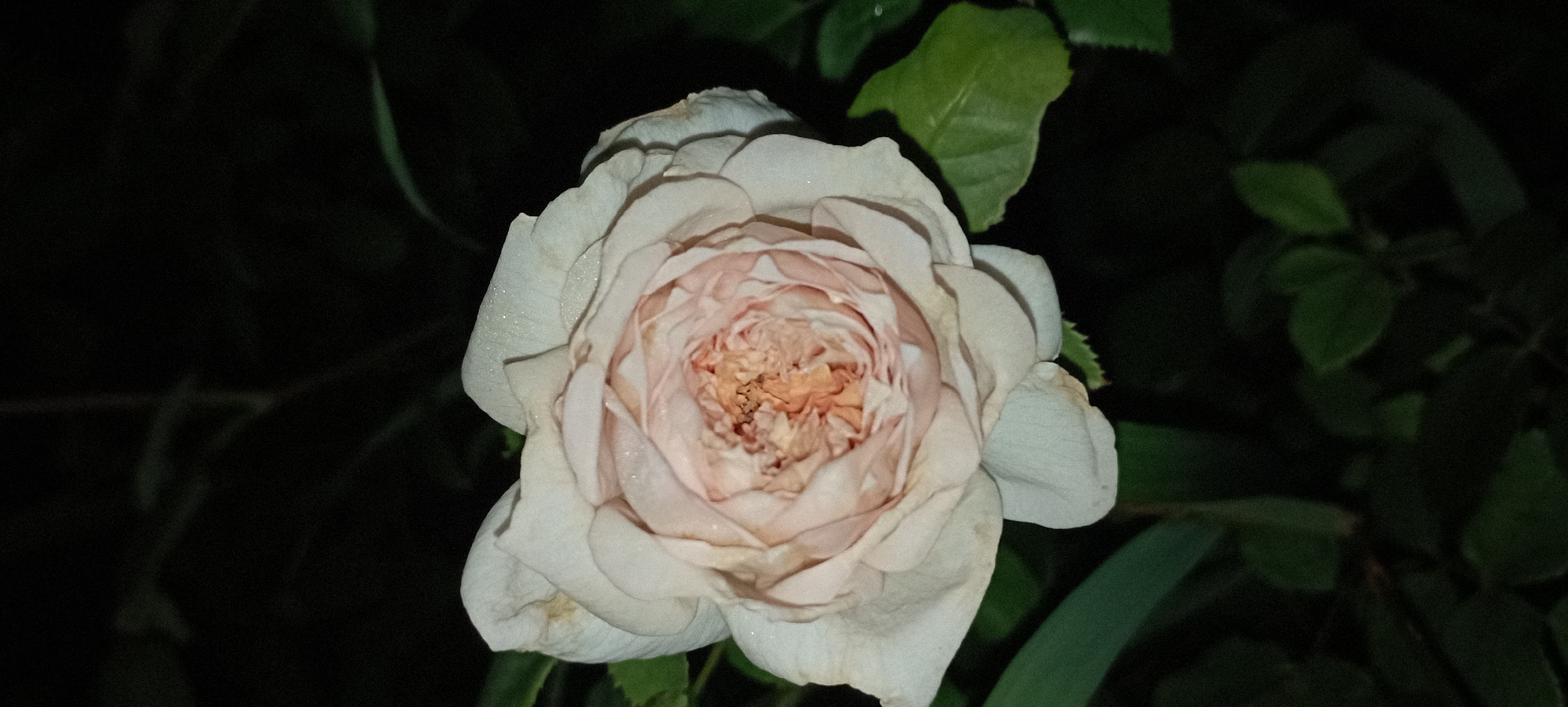 A close-up shot captures a light pink rose in bloom against a dark, out-of-focus background. The rose exhibits a high number of petals, tightly packed in the center and opening outwards, with some petals showing a slight wilting or browning at the edges. Tiny water droplets are visible on some of the petals, suggesting recent moisture. Dark green leaves are visible at the bottom and to the right of the rose, partially obscuring the background. The overall lighting is dim, highlighting the delicate texture and color of the rose. There is no indication of any specific location within Radisne, Ukraine.