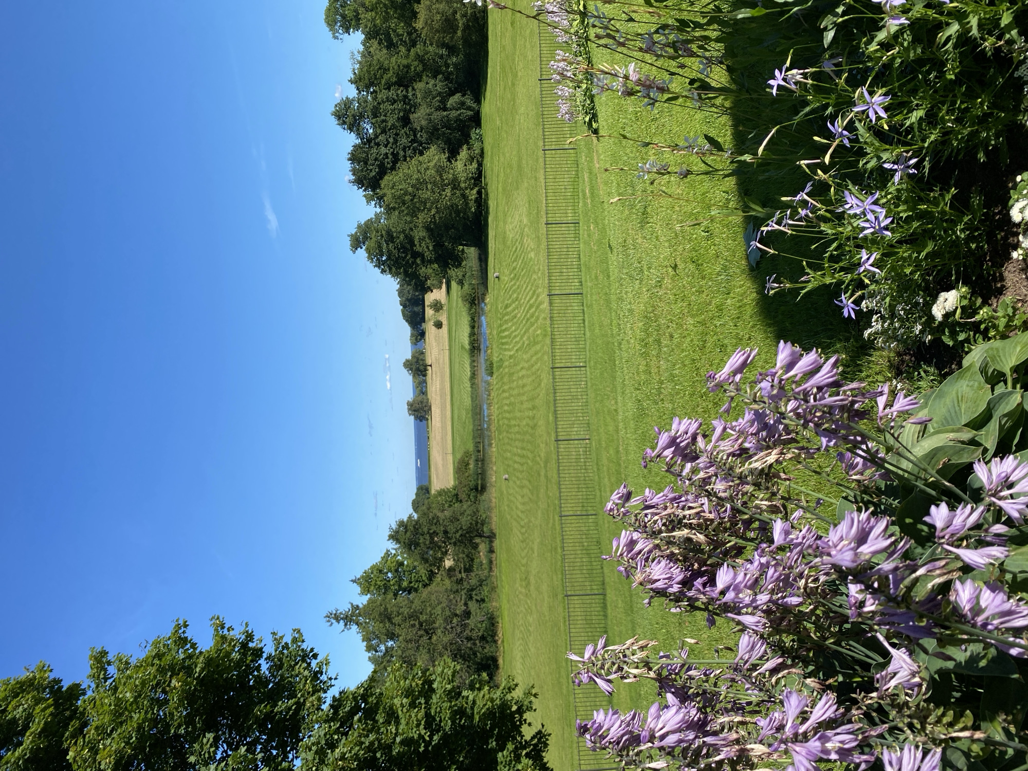 The image depicts a serene landscape at the Peterhof Palace and Gardens in Peterhof, Russia. In the foreground, a cluster of purple hosta flowers blooms vibrantly. Beyond the flowers, a meticulously manicured green lawn stretches out, bordered by a black metal fence. Further in the distance, a calm body of water reflects the bright blue sky, surrounded by lush green trees. The background features more trees and a distant view of the Gulf of Finland. The scene is bathed in bright sunlight, suggesting a clear summer day. There are no people or animals visible in the frame.