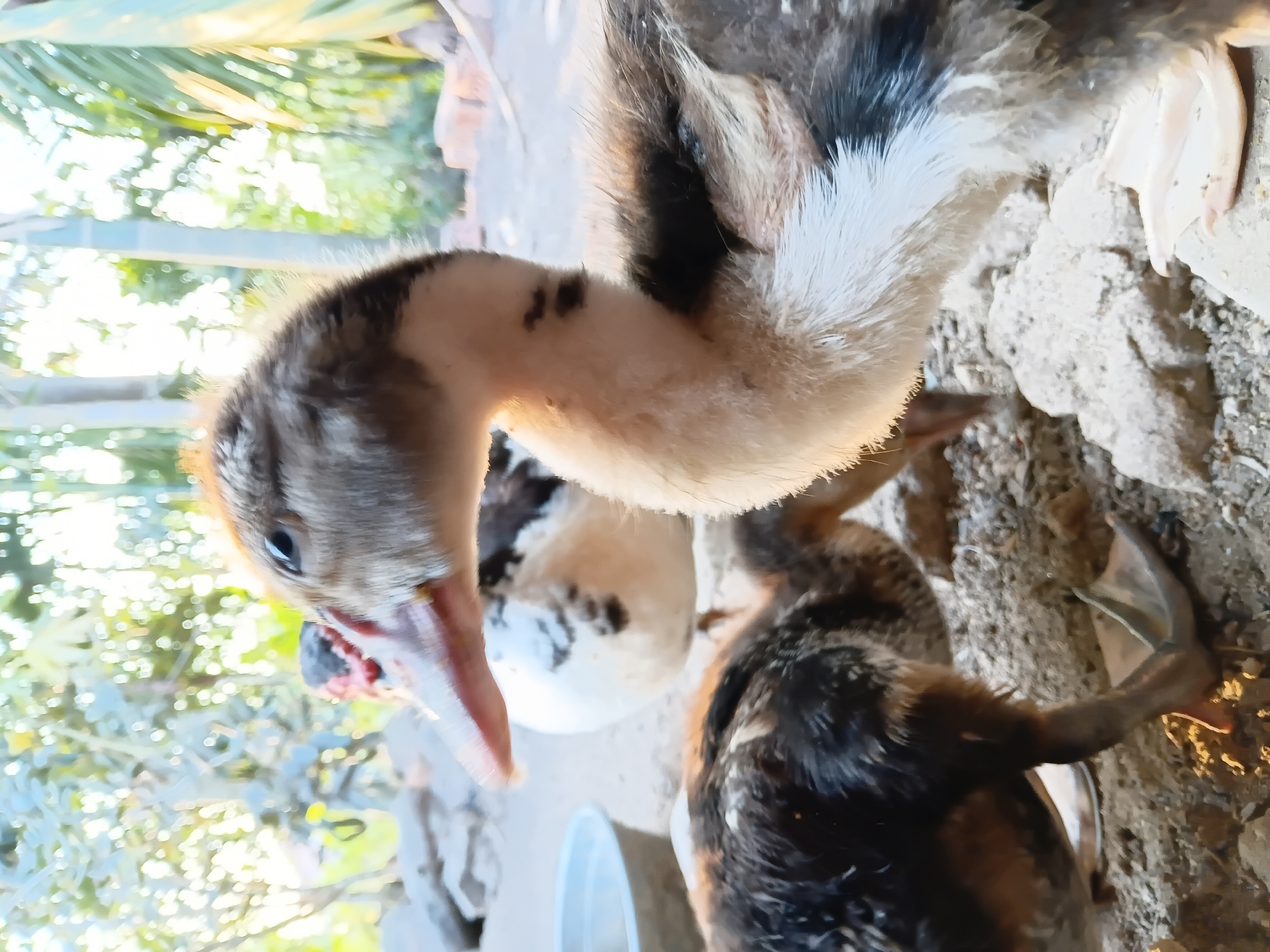 In Margo Rukun, Indonesia, a close-up, low-angle shot captures three Muscovy ducklings and one adult Muscovy duck. The focus is on a light brown and white duckling in the foreground, its head turned to the left, revealing a pink beak with dark markings and a light blue eye. To its left and slightly behind, another duckling with brown and black downy feathers is visible, with its webbed foot planted on the sandy ground. Further in the background, a larger Muscovy duck with black and white plumage stands partially obscured, and another duckling's head is barely visible. The environment consists of dry soil, scattered stones, and a blurred background of lush green foliage and palm trees, suggesting an outdoor, possibly rural, setting. The lighting indicates it is daytime, with sunlight filtering through the trees.