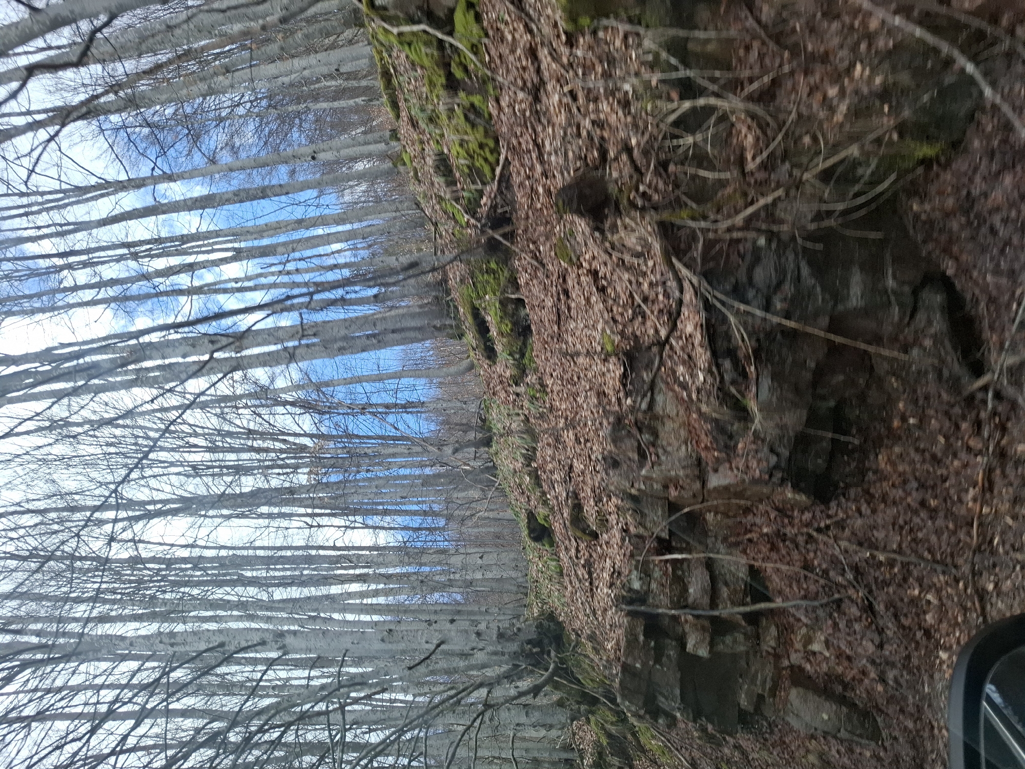 The image shows a forest scene, likely taken from a vehicle due to the partial view of a car mirror in the bottom right corner. On the left side of the frame are tall, thin trees with white bark and bare branches, forming a dense vertical pattern that reaches up to a sky visible between the branches. On the right is a steep embankment or rocky cliff covered with moss and brown vegetation, possibly dead leaves. The presence of moss suggests a damp environment. The location is Gintsi, Bulgaria. There are no people visible.