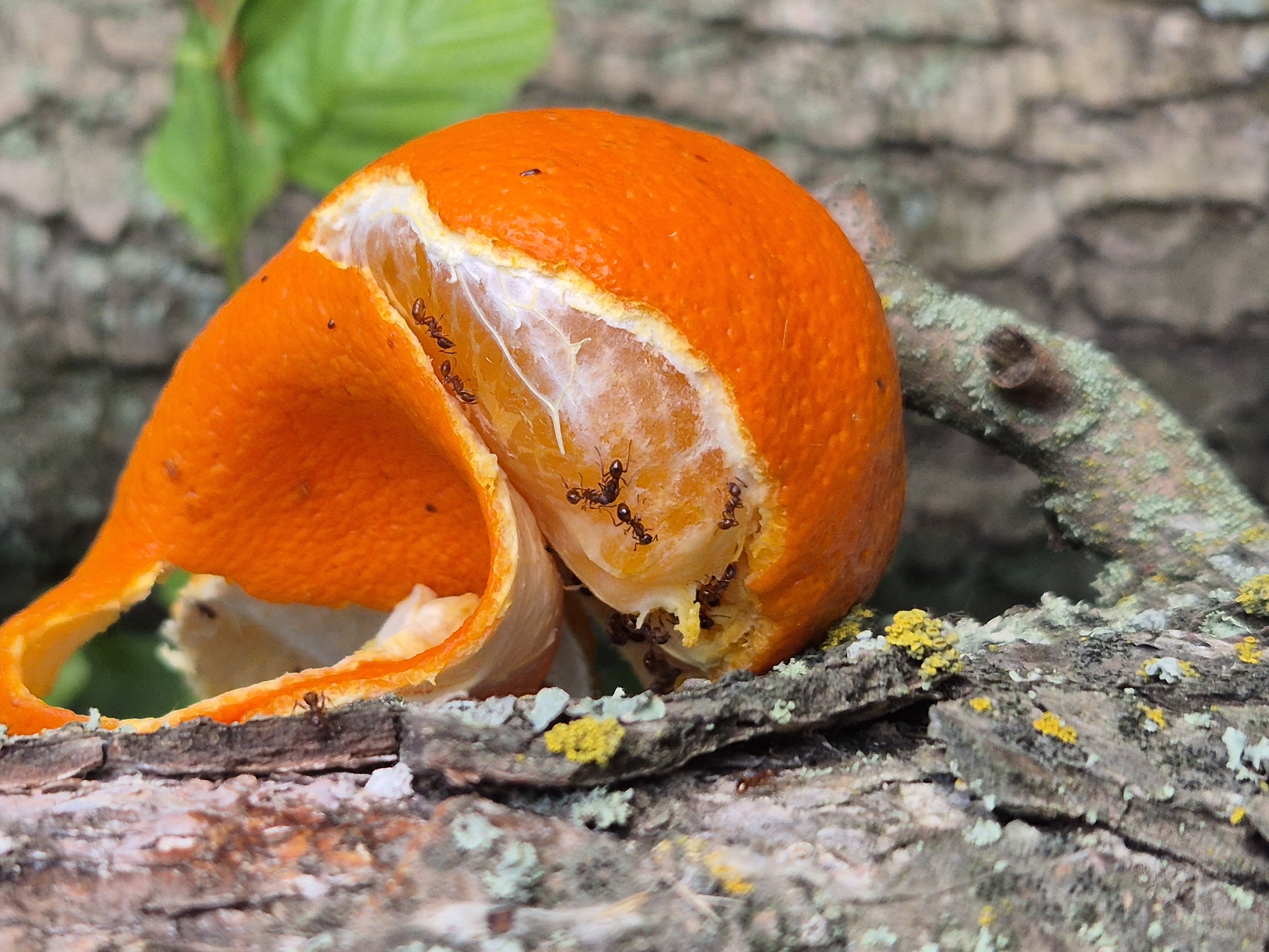 In an outdoor setting, possibly in a park or garden in an unknown city, a half-eaten orange is positioned on a tree branch. The orange's peel is partially detached, revealing the juicy interior. A cluster of ants is actively feeding on the exposed fruit. The tree bark is rough and textured, with patches of lichen adding a touch of green and yellow to its surface. In the background, blurred green foliage suggests the presence of other plants or trees.