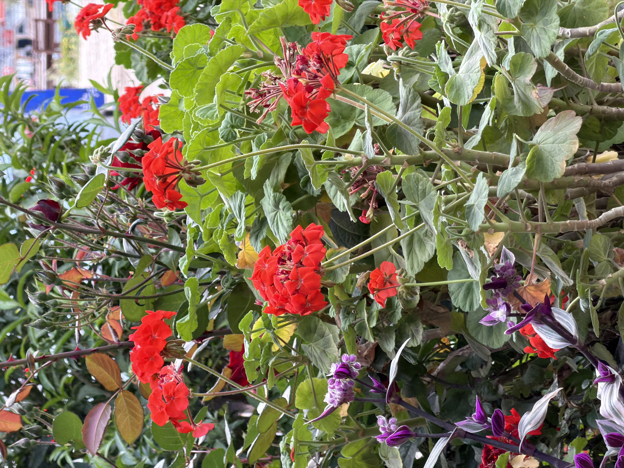 This close-up image captures a vibrant and dense cluster of flowering plants, likely in a garden or natural setting in Kumluca, Turkey, during the daytime under bright conditions. The dominant subjects are numerous red flowers, strongly resembling geraniums (Pelargonium), with several large, spherical clusters of individual blooms and smaller, developing buds. These red flowers are interspersed amongst a variety of green foliage.
Several types of leaves are visible: some are light green with distinctly ruffled or scalloped edges, characteristic of geraniums; others are a darker, smoother green. In the lower right portion of the frame, there's a distinct plant with elongated leaves that are variegated with shades of deep purple, white, and green, along with small, delicate purple flowers, possibly belonging to the Tradescantia genus (spiderwort).
Some branches throughout the image appear thorny, suggesting the presence of another plant species, potentially a rose or similar thorny shrub, intertwined with the other flora. The background is mostly blurred, showing more green foliage and hints of lighter, indistinct structures, keeping the focus on the foreground plants. No human activity, specific events, or visible text are discernible in the image.