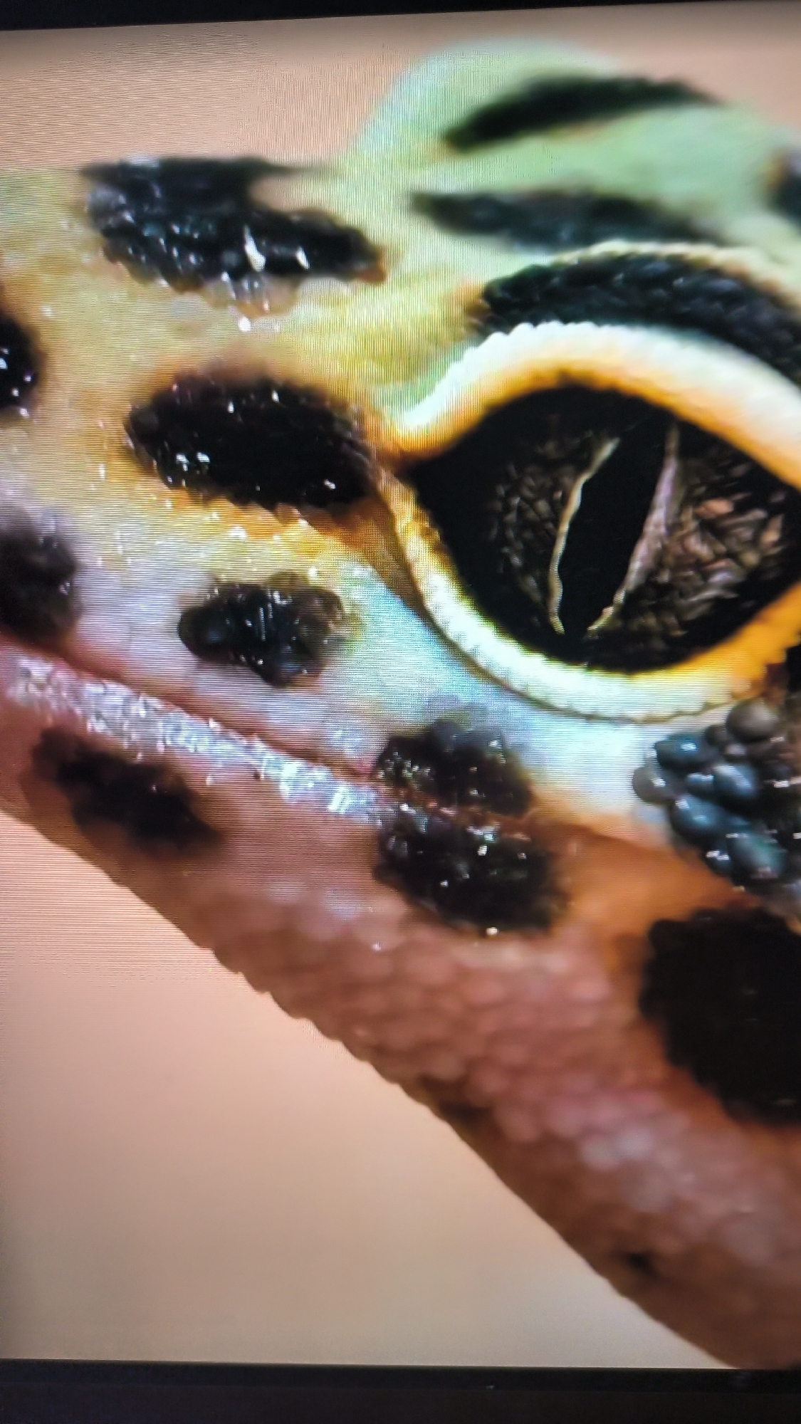 This is an extreme close-up photograph of a leopard gecko's head. The gecko has large, dark eyes with a vertical pupil, rimmed with bright yellow and black. Its skin is a light beige color, speckled with irregular black spots, some of which appear to be slightly raised. The texture of the skin is visible, showing small scales. The gecko's mouth area is also visible, with some wetness or moisture present. The background is a soft, blurred gradient of beige and orange, suggesting a neutral setting or surface. The lighting appears to be even, highlighting the details of the gecko's face. There is no text visible in the image. The context of Kovrov, Russia, does not provide any specific environmental cues visible within the photograph itself, as it is a macro shot focused solely on the animal. The image is static, with no discernible activity or event taking place.