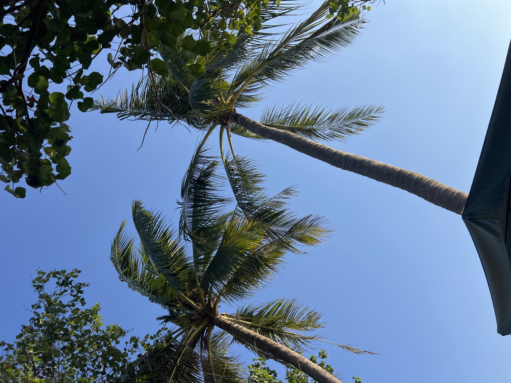 This is a vertical, low-angle shot of two palm trees against a clear, bright blue sky in Kuta, Indonesia. The palm trees, with their long, textured trunks and feathery fronds, dominate the frame, reaching upwards. The fronds of the tree on the right are particularly full and lush, with sunlight filtering through them, creating a dappled effect. In the foreground, the dark green fabric of a beach umbrella or canopy is visible at the bottom of the frame, suggesting a beach or resort setting. The environment appears tropical and serene, with lush foliage and the vast expanse of the sky.