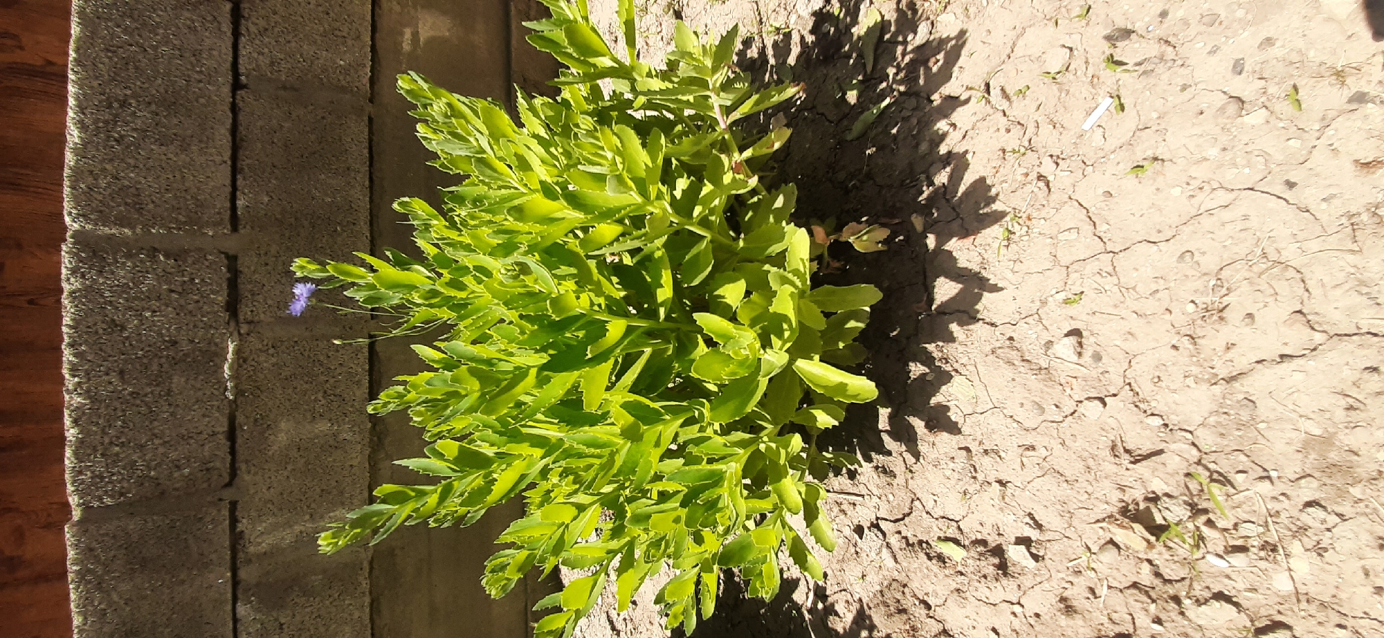 In Yessentukskaya, Russia, a bright green, leafy plant with serrated leaves stands in dry, cracked soil. A single, small, purple flower blooms near the top of the plant. Behind the plant is a grey, cinder block wall, and above that, a darker, wooden fence. The scene is illuminated by bright sunlight, casting distinct shadows from the plant onto the ground. No people are present in the image.