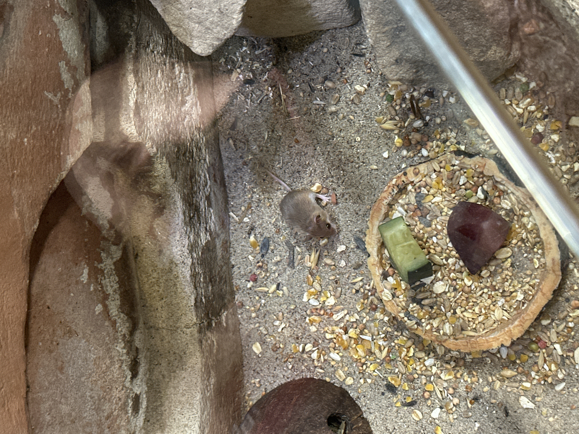 The image shows a rodent, likely a mouse, in an enclosure. The enclosure appears to be a habitat or exhibit, possibly in a zoo or animal display setting. The mouse is positioned on a sandy/grainy substrate. To its right is a small, circular dish filled with assorted grains and two larger items: one green cube and one dark red, crystal-shaped object. Background details show rock formations and what appears to be a metal bar. There is visual distortion on the left of the frame, possibly a glass enclosure. The location is Wrocław, Poland.