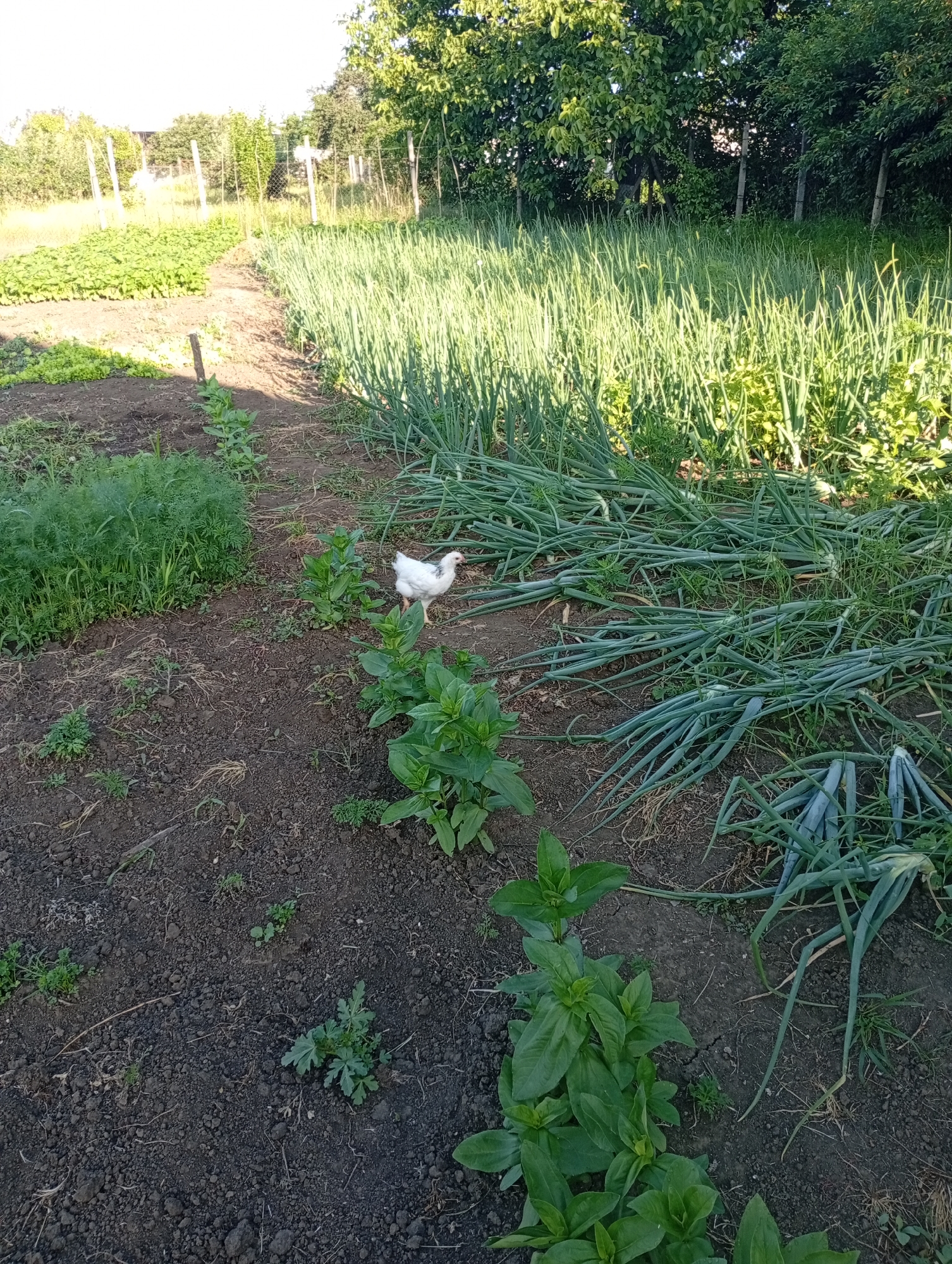 The image shows a garden in Buțeni, Moldova. A white chicken with black spots is walking on the dark soil between rows of green plants. To the right, a large patch of what appears to be mature green onions is laid down, with some stalks still standing. In the background, there are more green plants and trees, with a fence and utility poles visible. The overall scene depicts a rural garden environment.
