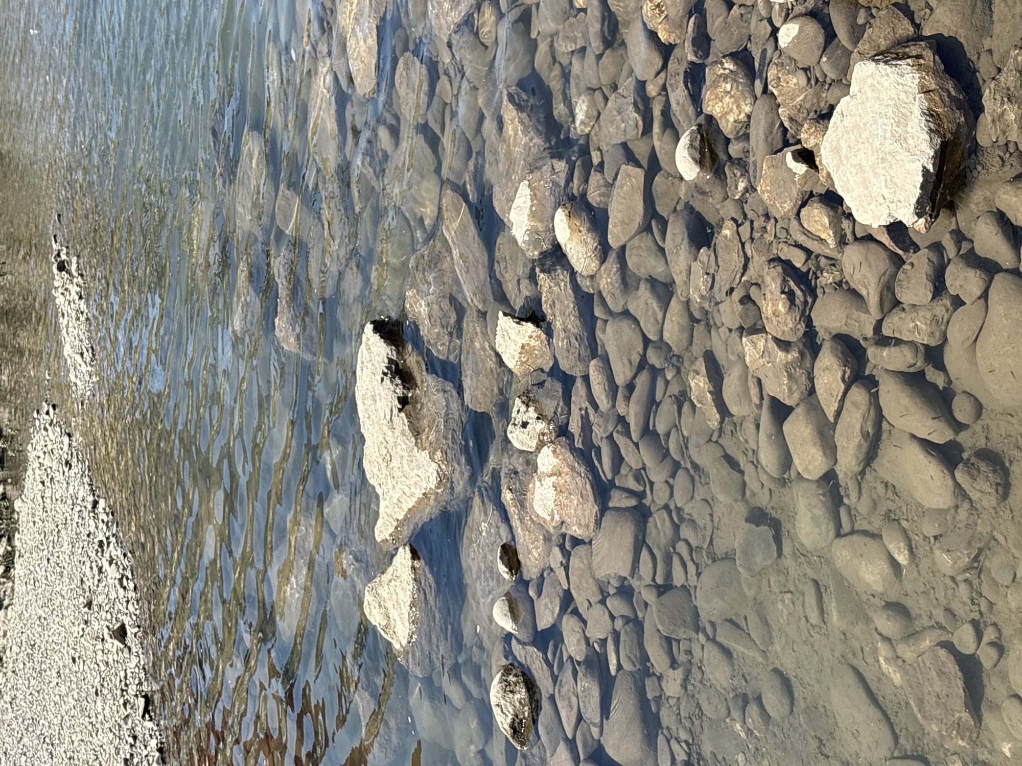 The image shows a shallow, clear body of water, likely a river or stream, with a rocky bed. The water is gently flowing, creating ripples on the surface that distort the view of the submerged stones. The stones vary in size and shape, from small pebbles to larger, rounded rocks. Some of the rocks are light in color, while others are darker grays and browns. The sunlight illuminates the water, casting shadows from the stones and creating a shimmering effect. On the left side of the image, a shoreline made of small white pebbles is visible. The overall scene conveys a sense of natural tranquility. No people or text are visible in the image. The lighting suggests it is daytime, likely under clear or partly cloudy skies. The setting appears to be a natural, undeveloped area.