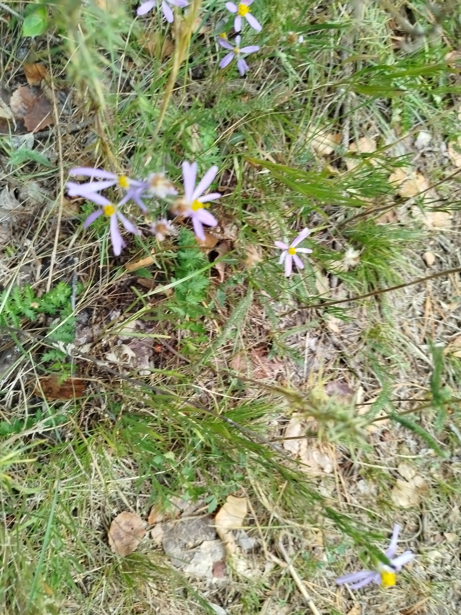 The image shows a patch of ground covered in dry grass and fallen leaves, with a few small purple flowers with yellow centers scattered throughout. The flowers have thin, pointed petals and appear to be growing in a wild setting. The overall impression is one of a natural, undeveloped area. The photograph's perspective is from a high angle, looking down at the ground. It is not possible to determine the exact location within Qarqaraly, Kazakhstan, but it is likely a natural area such as a park, forest, or meadow.