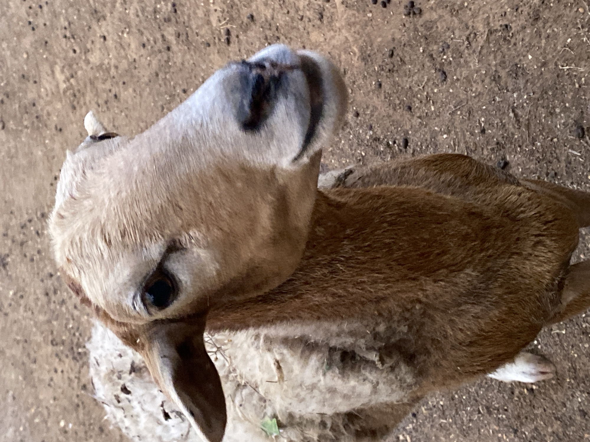 A close-up, high-angle shot of a sheep or goat with light brown and white fur, possibly in Tinaquillo, Venezuela. The animal is looking up towards the camera. Its fur appears somewhat matted. The ground is visible in the background, appearing as dry soil with small dark specks.