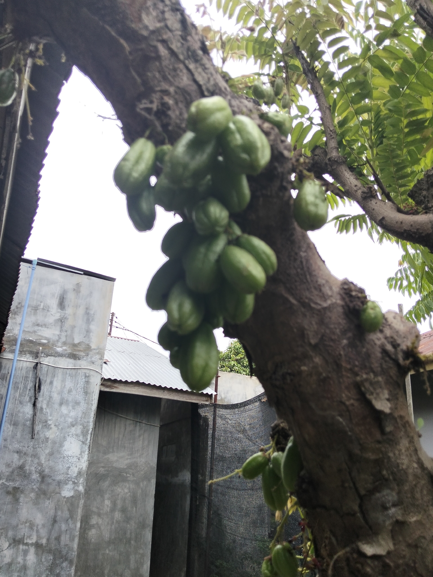 In the city of Payagaboh, Indonesia, an image captures a close-up view of a tree trunk with clusters of star fruit hanging from its branches. The fruits are green and elongated, some partially obscured by the rough bark of the tree. In the background, out-of-focus buildings and a cloudy sky are visible. The scene suggests an outdoor environment, possibly a garden or yard, with agricultural elements present. The focus is primarily on the fruit-bearing tree, highlighting its natural bounty.