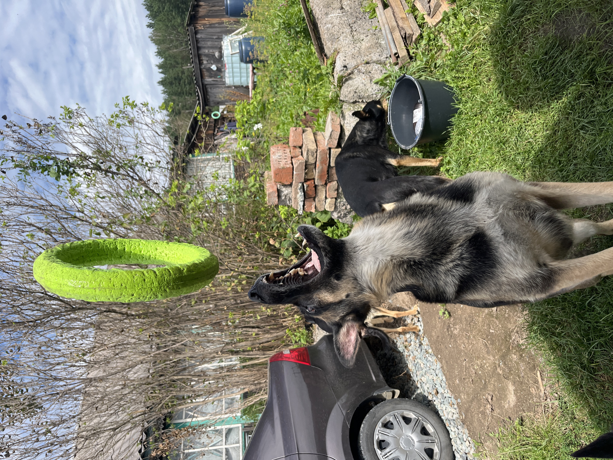A German Shepherd dog in the foreground is mid-air with its mouth open, attempting to catch a bright green ring toy that is suspended above it. Behind the German Shepherd, another dog, also a German Shepherd, is sniffing in a black bucket. In the background, a dark gray car is parked on a gravel surface. A cluster of red bricks is stacked to the right of the car. A wooden structure, possibly a shed, is visible behind the dogs and bricks. Several large blue barrels are situated near the wooden structure. The scene is outdoors in a yard with a grassy area and trees. The sky is partly cloudy. The image is likely from a residential area in Nizhny Tagil, Russia, given the style of the buildings and the presence of outdoor storage common in Russian dachas or rural homes.