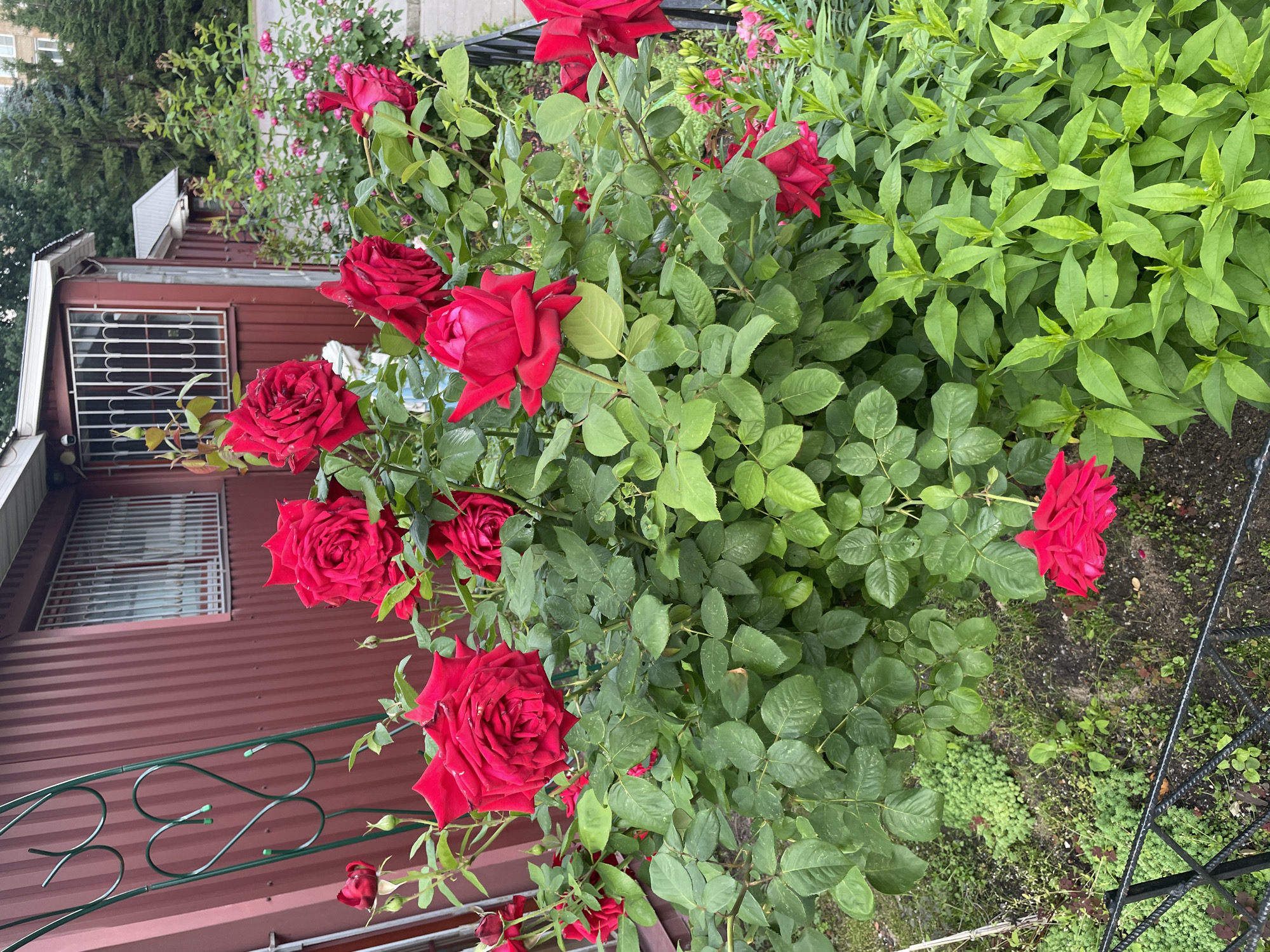A close-up, eye-level shot captures a dense bush of vibrant red roses in full bloom, with large, multilayered petals. The roses are set against a backdrop of green foliage and a reddish-brown corrugated metal building. A green metal trellis with a heart design is visible to the left of the roses, leaning against the building. In the background, a series of windows with metal grates are set into the building, and further back, a paved area leads to a line of trees. The scene appears to be a garden or yard adjacent to a building in a residential or urban setting. No people are present. The overall impression is of a well-maintained outdoor space. The location is identified as Moscow, Russia.