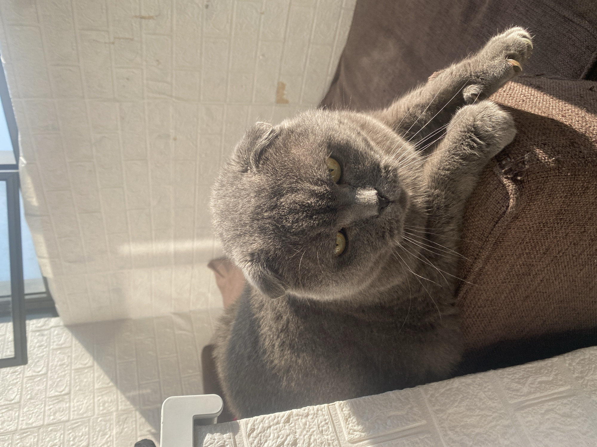 An adult, grey Scottish Fold cat is lying on a brown upholstered surface. The cat is facing the viewer, with its paws extended forward. The cat's ears are folded, and its eyes are open and yellow. The background consists of a white brick wall with a shadow cast by a window and sunlight. The environment appears to be indoors, possibly on a balcony or near a window. The image does not contain any information about the city of Novosibirsk, Russia.
