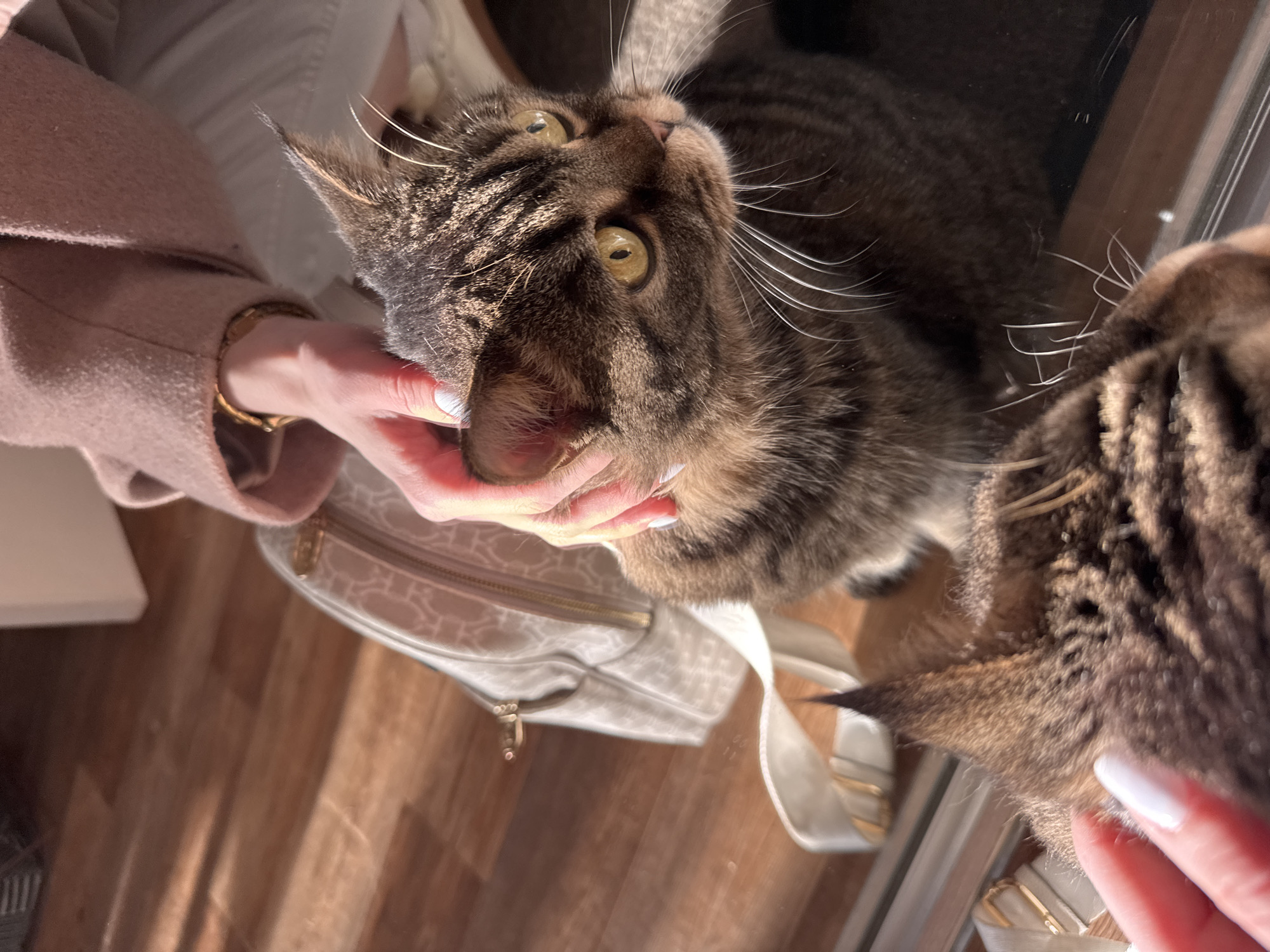 A tabby cat with green eyes is being petted by a person with manicured nails and a gold bracelet. The cat is near a light-colored purse on a wood floor. The cat's reflection is visible in what appears to be a mirror or window. The location is unknown and cannot be determined from the image.
