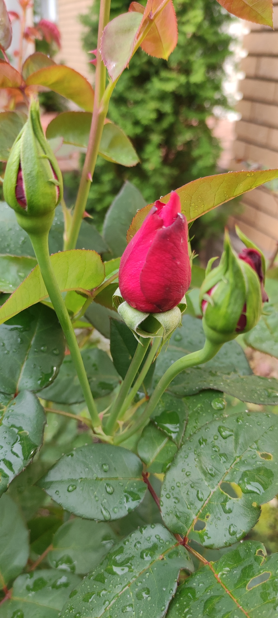 In Rosinka, Russia, a close-up, outdoor, vertical, eye-level shot captures a cluster of rosebuds on a bush after a rainfall. The central focus is a partially open, deep red rosebud, its petals tightly furled, topped with a dark, almost black hue. To its left, a smaller, tightly closed green rosebud stands erect on a thick stem. To the right, another green rosebud, slightly larger than the one on the left, is also visible, its dark red interior peeking through the green sepals. The leaves surrounding the buds are a vibrant green, glistening with numerous water droplets, indicating recent rain. Some leaves show signs of wear, with small holes and slightly ragged edges. The stems are green and thorny. In the blurred background, a tall, dark green evergreen tree is visible, with a hint of a light-colored brick wall behind it. The overall lighting is soft and diffused, typical of an overcast day.