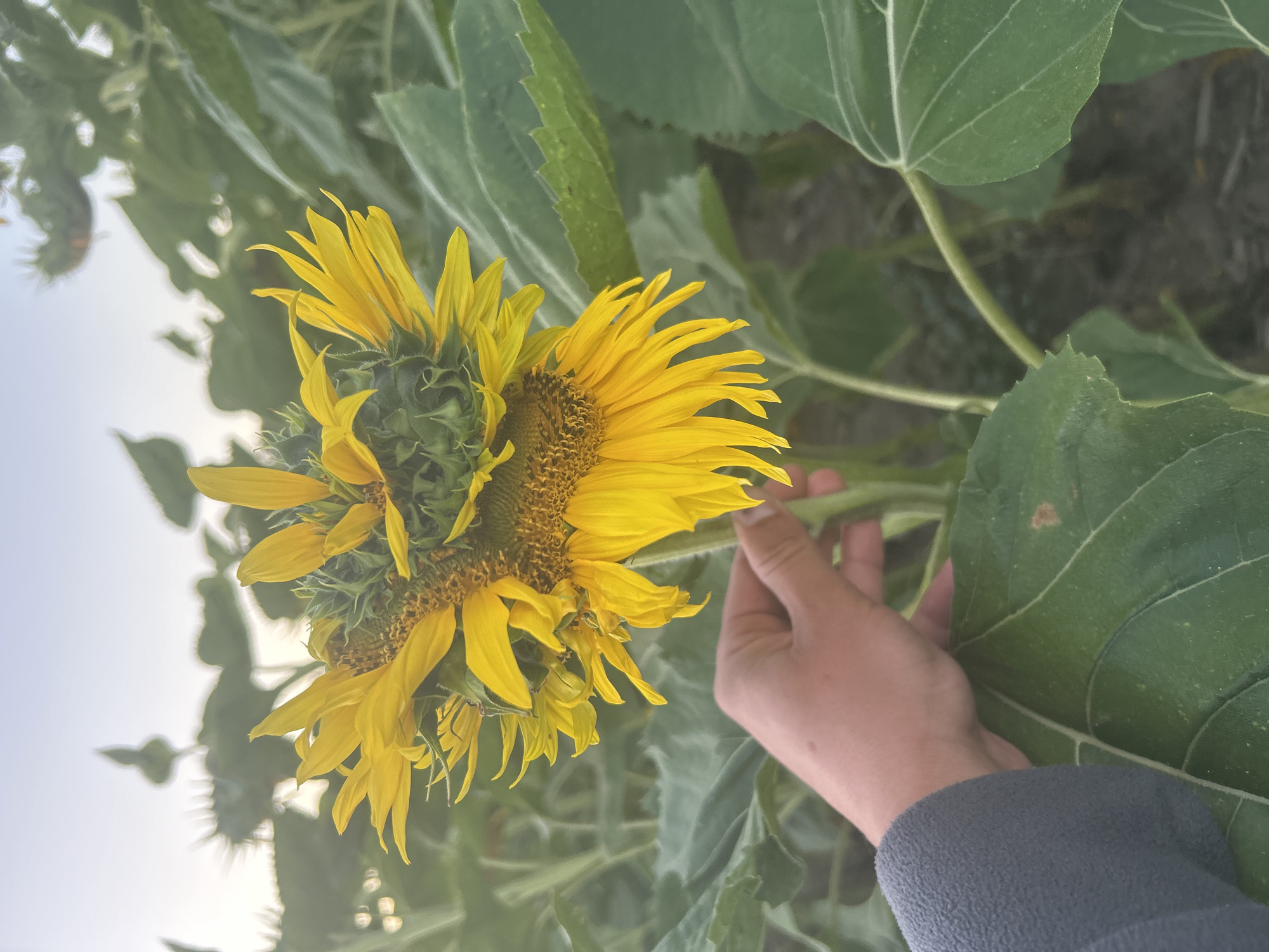 A hand wearing a gray fleece sleeve gently holds the stem of a large, multi-headed sunflower in a field. The sunflower's bright yellow petals are prominent, with its brown center visible. The background consists of more sunflowers and green leaves, suggesting a sunflower field under a pale sky. The scene appears to be in Machukhy, Ukraine, given the context of the prompt.