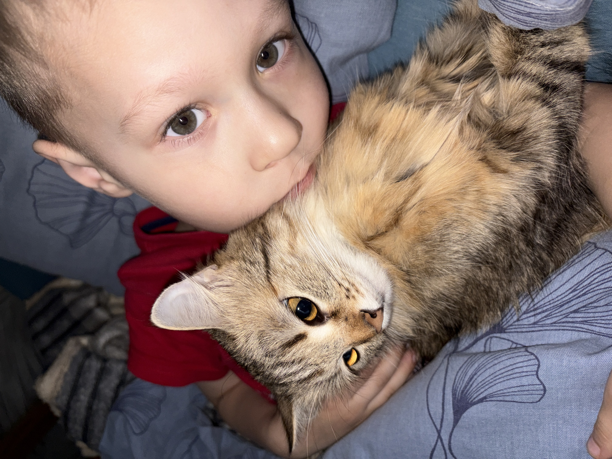 A child is holding a cat. The child has short hair and brown eyes, and is wearing a red shirt. The cat has amber eyes, brown fur, and is resting on the child's chest. The background is a blue patterned sheet.