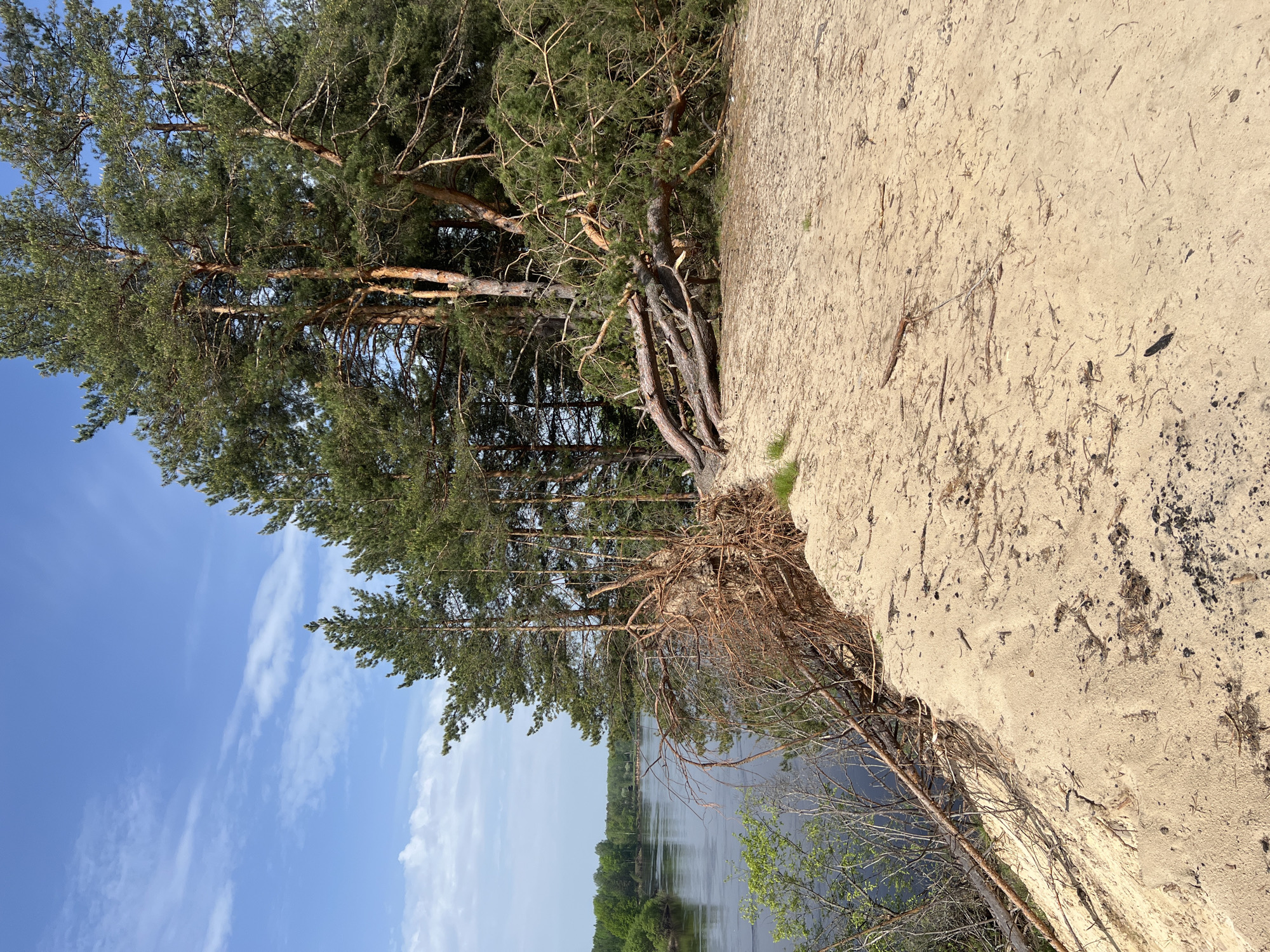 The image depicts a sandy bluff overlooking a body of water near Новоклязьминское, Russia. The foreground is dominated by a sandy terrain with scattered twigs and debris. A group of pine trees grow on the edge of the bluff, with exposed roots visible. The background features a river or lake, with wooded areas along the opposite bank. The sky is blue with scattered clouds.