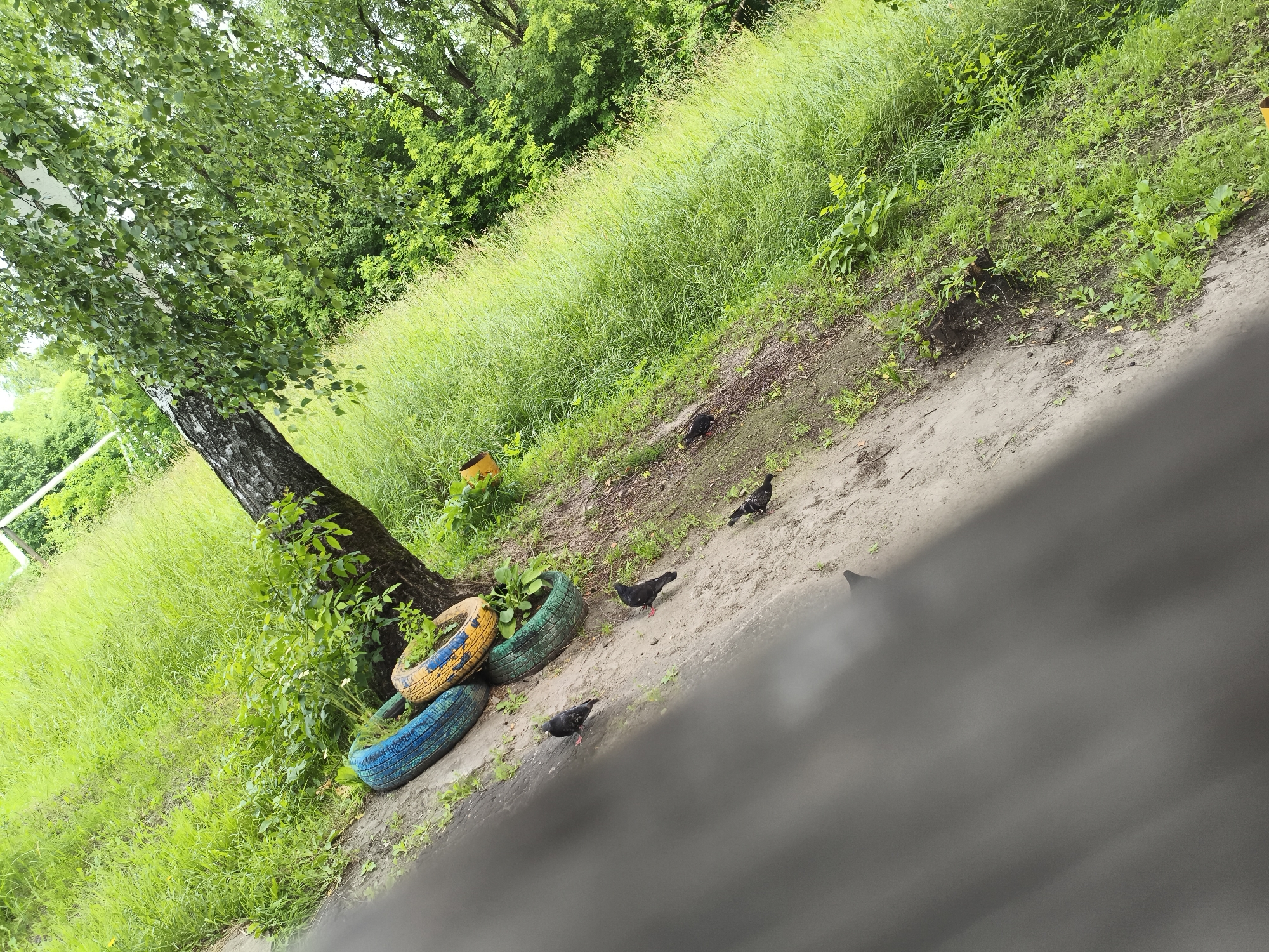 The image depicts an outdoor scene with lush green vegetation and a dirt path. In the foreground, several pigeons are present on the path. To the left of the path, near the base of a tree, are three painted tires, two of which are stacked vertically and one horizontally. The tires are painted in vibrant colors: blue, green, and yellow. The tree has a distinctive dark, textured bark. The background consists of dense green foliage, suggesting a park or natural area within a city. The overall environment appears to be a slightly neglected urban green space. There are no people visible in the image. The image does not provide specific visual cues that would allow for the precise location within the city of Roshal, Russia.