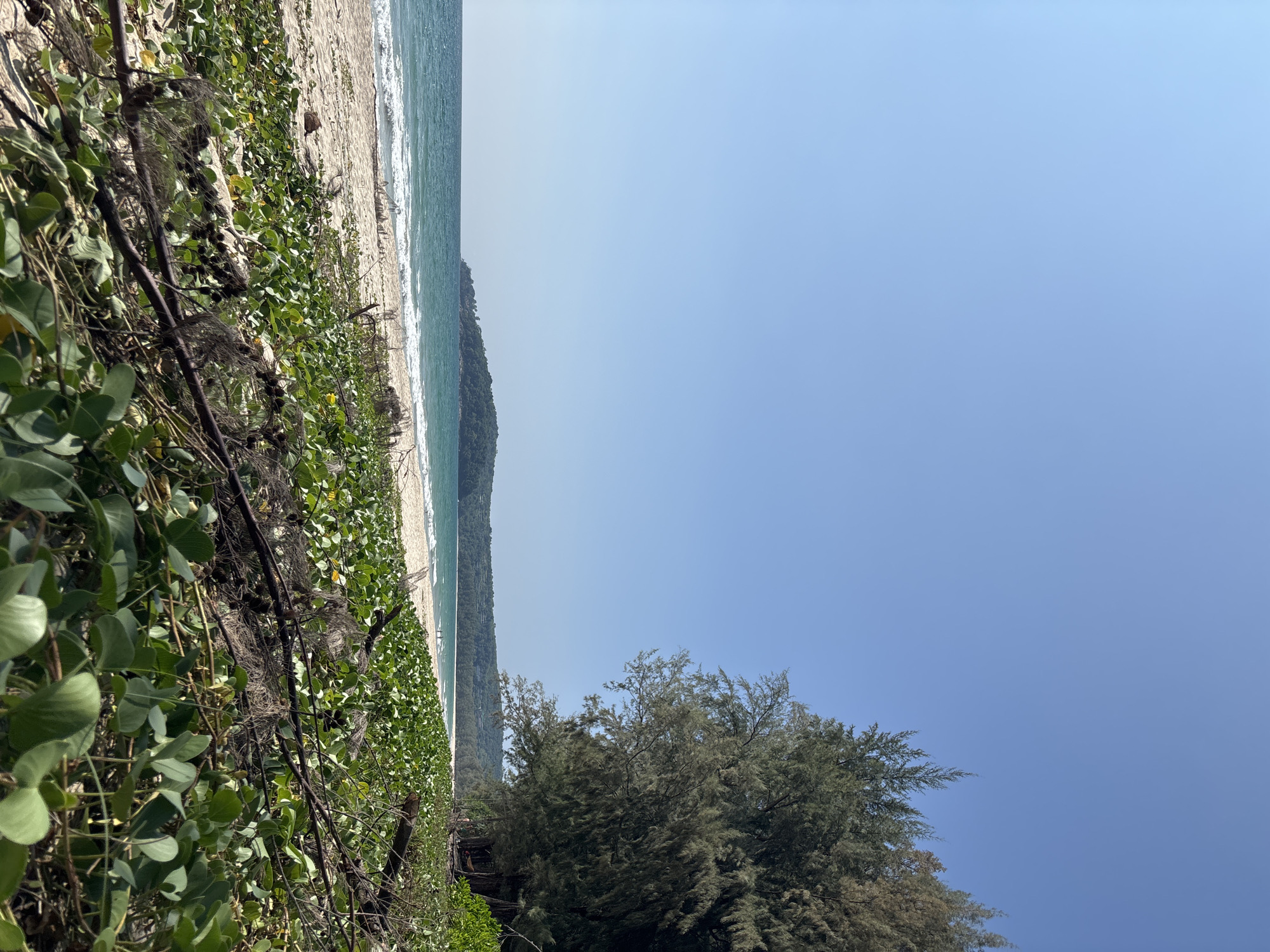 The image depicts a beach scene in Choeng Thale, Thailand. A dense layer of green vegetation, including vines and leafy plants, dominates the left side of the frame, transitioning to a sandy beach adjacent to the turquoise sea. A tree stands on the right side of the frame, with its dark green foliage contrasting against the clear blue sky. In the distance, a forested hill or headland extends into the sea. The scene is lit by bright daylight, creating a serene and natural environment.