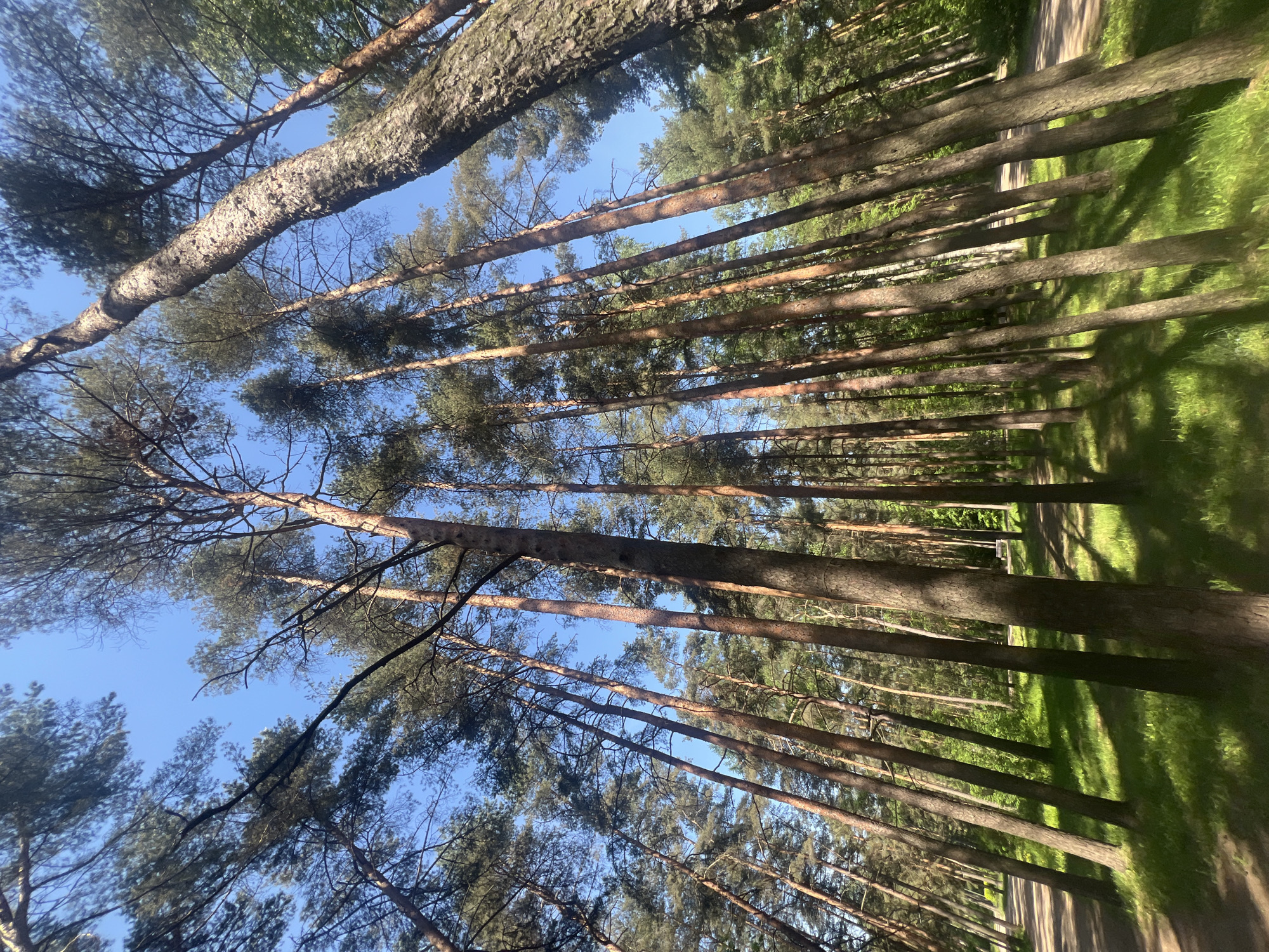 The image captures a serene view looking up through a dense pine forest or park in Saint Petersburg, Russia. Numerous tall, slender pine trees dominate the scene, with their rough, textured trunks rising vertically towards a clear, bright blue sky. The upper portions of the trees display green, needle-like foliage forming a canopy overhead.
On the ground, vibrant green grass covers the area between the trees. A light-colored dirt or gravel path or road winds gently through the forest floor. Strong natural sunlight illuminates the scene, casting long, distinct shadows from the tree trunks onto the grass and path, suggesting either early morning or late afternoon.
No people, animals, or man-made objects other than the path are visible. There is no discernible text. The overall atmosphere is peaceful and natural.