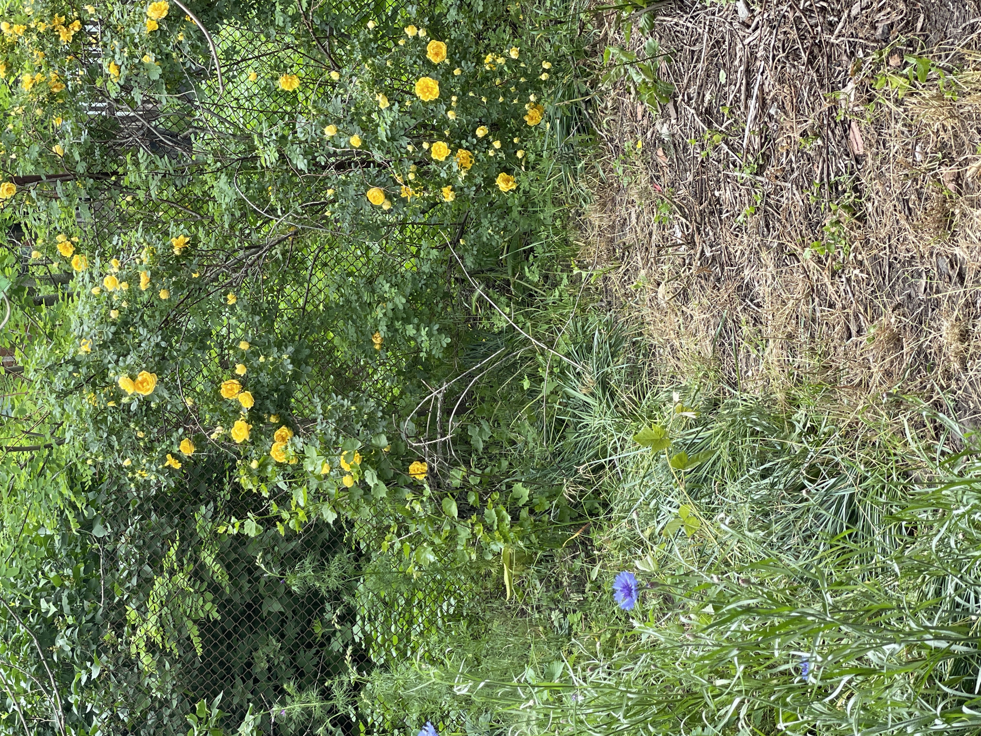 This image captures an overgrown natural landscape, likely on the edge of a wild field or an unkempt garden. The scene is bisected vertically: the left side is dominated by lush, vibrant green foliage heavily adorned with numerous bright yellow flowers, possibly roses, creating a dense, flowering bush. A dark chain-link fence is partially visible through the leaves and branches, indicating a boundary.
The right side of the image features a mix of vegetation. In the lower-middle portion, tall, fresh green grasses are prominent. As the eye moves further right and upwards, the vegetation transitions into drier, lighter brown grasses and tangled, dead plant material, suggesting an area of less cultivation or seasonal change. Amidst the green grasses on the right, several distinct blue flowers, resembling chicory, provide small bursts of color against the verdant and arid backdrop.
The lighting suggests a bright, sunny daytime, with no shadows indicating specific time or cloud cover. There are no people, animals, or discernible activities taking place. No visible text is present. The overall impression is one of wild, untamed growth. The location is Zelenyi Hai, Ukraine.