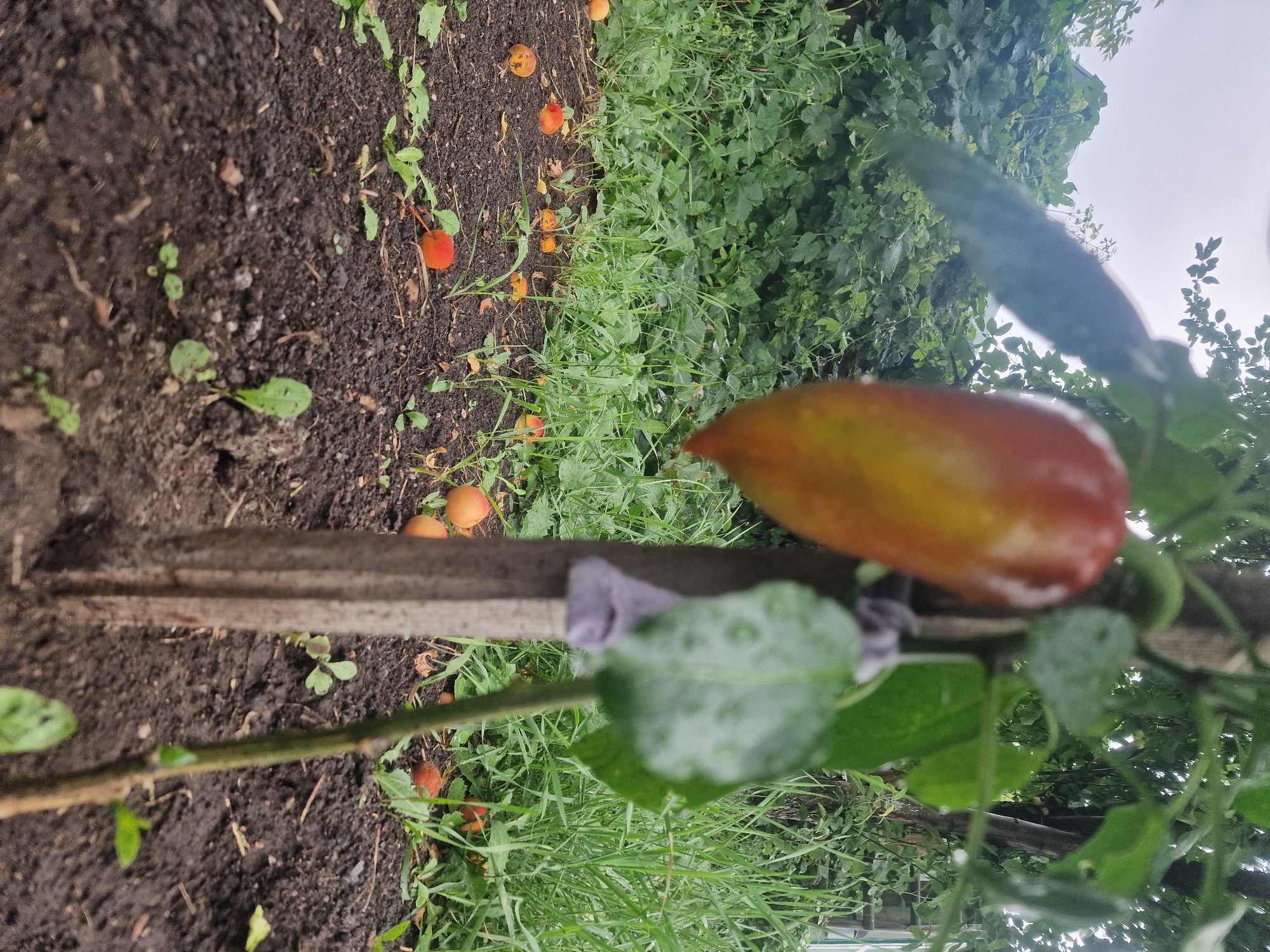 The image depicts a close-up, low-angle shot of a pepper plant in what appears to be a garden setting. The main subject, a partially ripened pepper with red and yellow hues, hangs from a branch, slightly out of focus. The pepper plant is supported by a wooden stake. In the foreground, dark soil with scattered small green plants and fallen round, orange fruits, possibly apricots or small apples, is visible. The background consists of lush green foliage, tall grass, and a cloudy sky. The overall scene suggests an outdoor agricultural or domestic garden environment, possibly in a rural or suburban area, with the mention of Makinsk, Kazakhstan. There are no people or animals present in the image.
