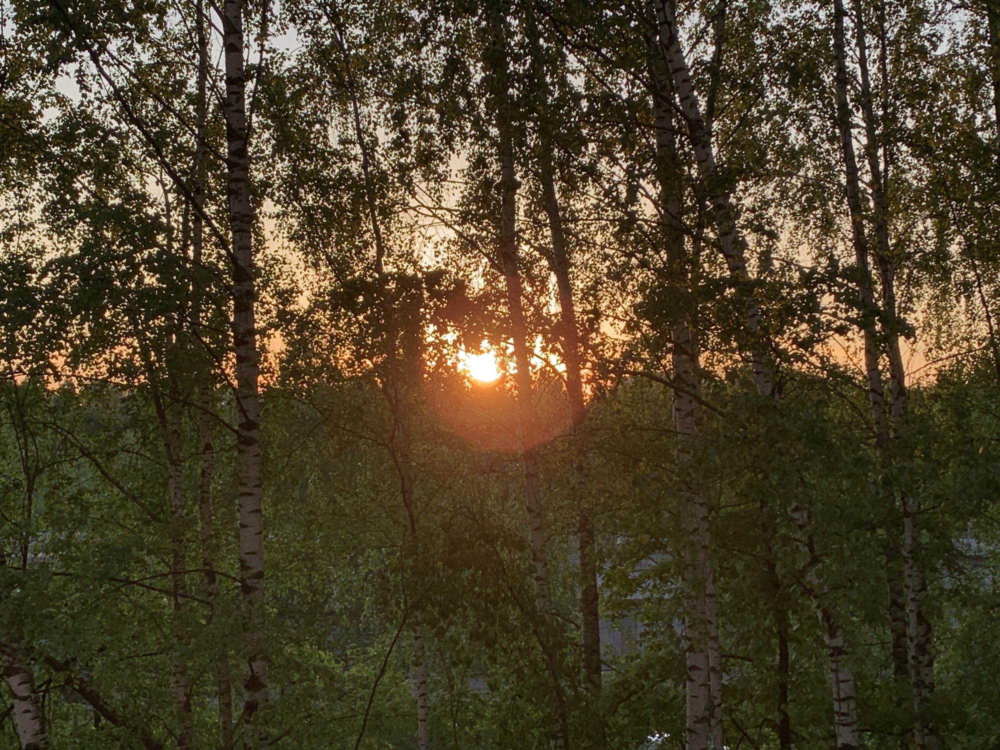 The image depicts a view through a birch tree forest at sunset in Chaikovsky, Russia. The sun is partially obscured by the trees, casting a bright orange glow. The birch trees have white bark with dark markings. The leaves are green and dense. The background sky transitions from light orange near the horizon to a lighter hue higher up.