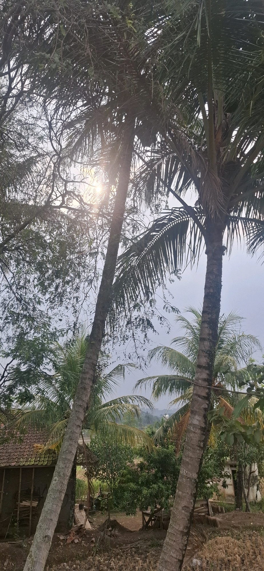 The image depicts an outdoor scene with several coconut trees in the foreground, silhouetted against a bright, hazy sky where the sun is visible, creating a lens flare effect. The trees are tall and slender, with their fronds casting shadows. In the mid-ground, there are glimpses of vegetation, including what appears to be a small building with a tiled roof, possibly a shed or a simple dwelling. Further back, more greenery and possibly rolling hills are visible under an overcast sky. The ground in the foreground is rough and uneven, with some dry leaves and debris. The overall impression is of a rural or semi-rural environment. The presence of coconut trees and the style of the building suggest a tropical location. This scene is consistent with the landscape found in the city of Cianjur, Indonesia, which is known for its agricultural areas and tropical climate.