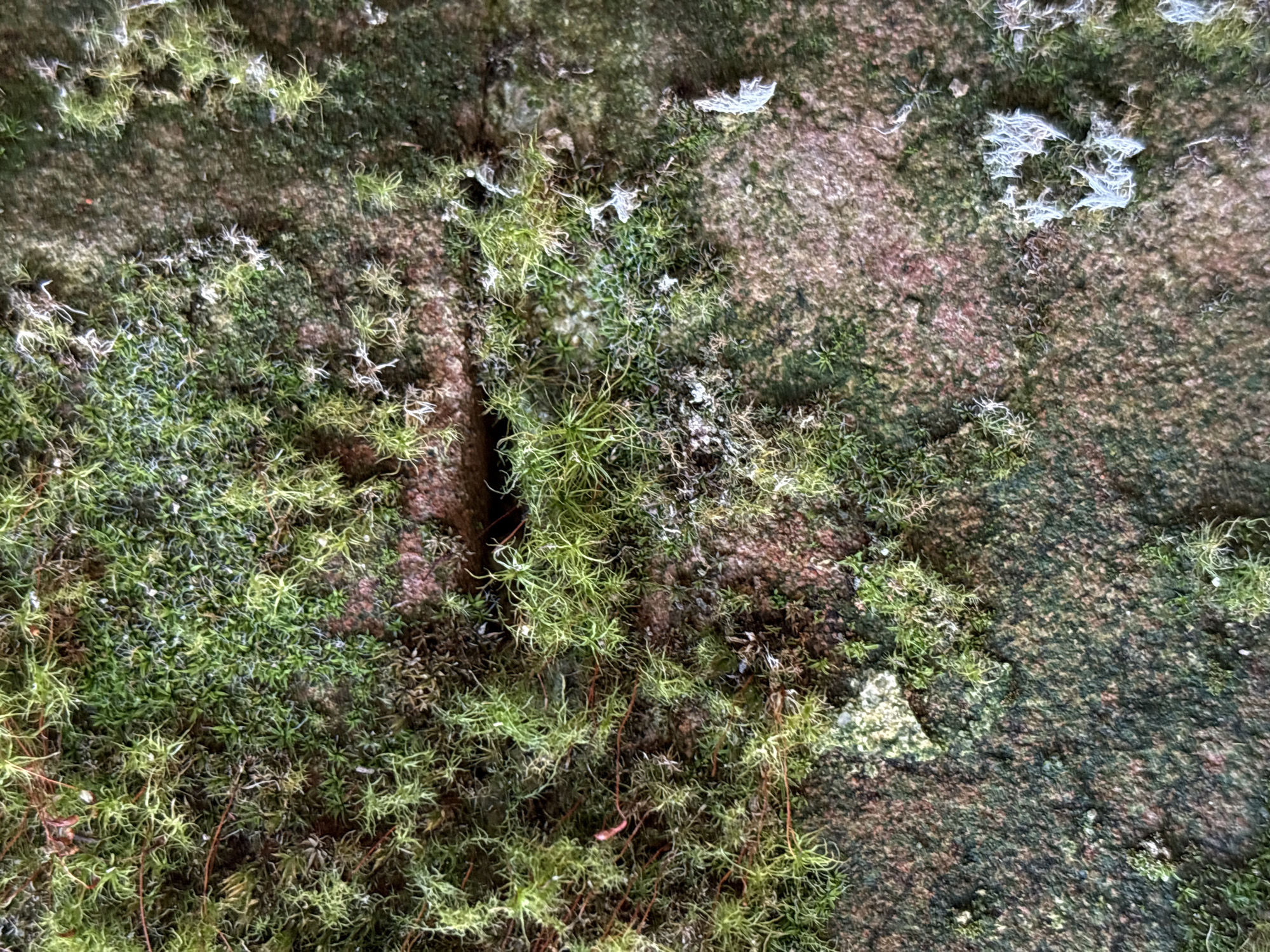 The image is a close-up, overhead view of moss growing on a rough, textured surface, possibly a brick or stone wall. The moss is predominantly green, with some lighter green, feathery tufts and darker green, denser patches. Interspersed with the moss are areas of reddish-brown, suggesting the underlying material. There are also some white, wispy elements that could be lichen or dried moss. A small, dark opening or crevice is visible in the upper center of the image, surrounded by moss. The lighting appears to be natural, casting subtle shadows. The scene is devoid of any human presence or activity. Based on the provided context, this image is located in the city of Bobrov, Russia.