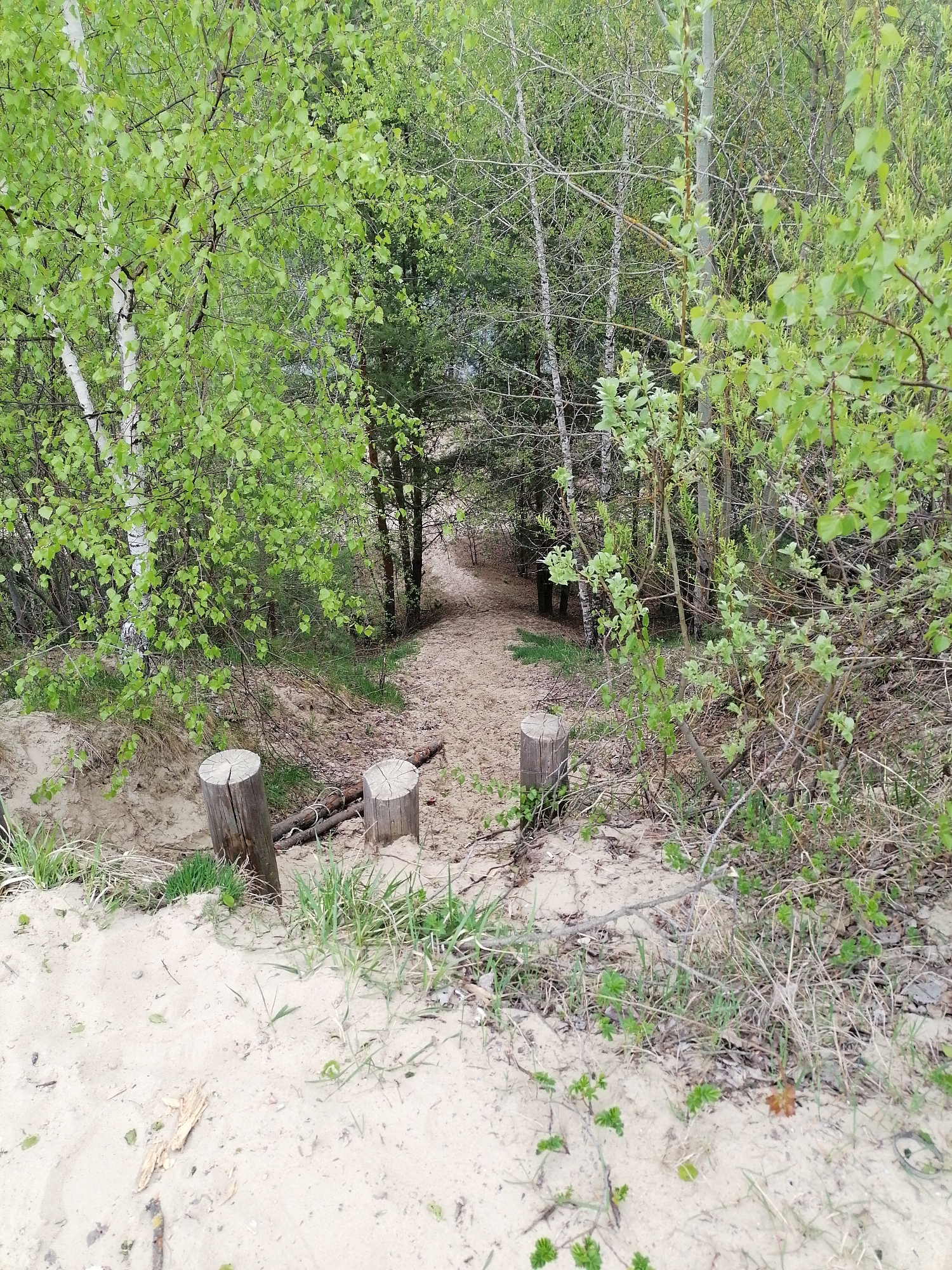 A sandy path descends through a wooded area. Three wooden posts are positioned as steps. The surrounding vegetation consists of trees and shrubs with new green leaves. The location appears to be an area with sandy soil. No people are visible.