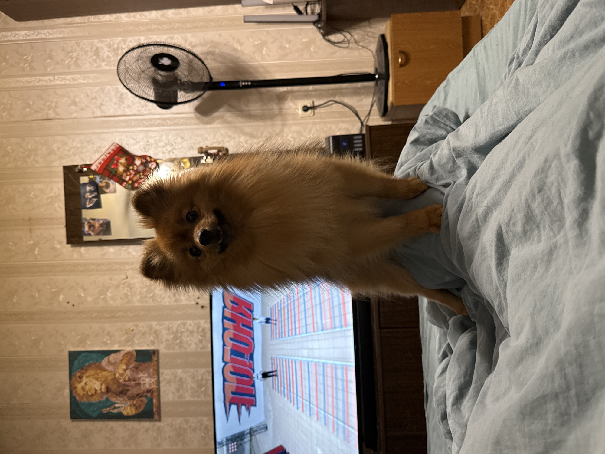 A Pomeranian dog is standing on a bed in front of a television, its front paws resting on the edge of the bed. The television displays a game or program with a word in red and white lettering that appears to be "ПОГОНЯ" in Russian, meaning "CHASE". Behind the dog, a black oscillating fan is visible, along with a mirror on the wall containing various photos and a red Christmas stocking. To the left of the fan and mirror, a framed painting of a lion holding a bottle and glass hangs on the wallpapered wall. The room appears to be a bedroom, indicated by the bed and the presence of a bedside table and a dresser. The lighting in the room is dim. This scene is located in Khimki, Russia.
