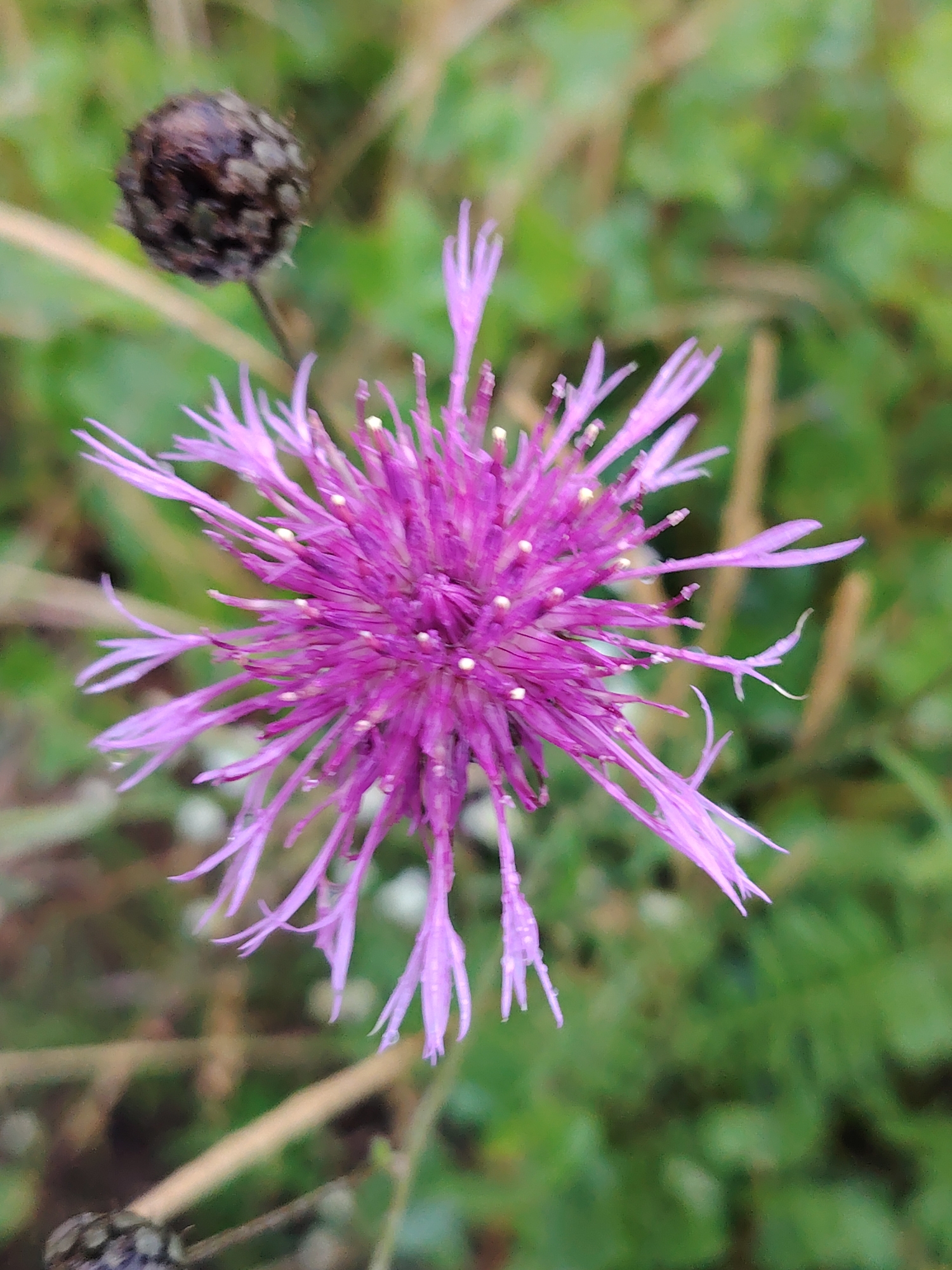 The image shows a close-up, top-down view of a vibrant purple thistle flower with delicate, spiky petals. Tiny white dots, likely pollen or dewdrops, are scattered across the petals. To the upper left of the flower, a dark, dry seed head of another plant is visible, out of focus. The background is a blur of green foliage and brown stalks, suggesting an outdoor, natural setting. No people or specific city landmarks are discernible in the image, making it impossible to pinpoint a location within Chaikovsky, Russia, based solely on the visual information. The scene is static, with no visible action or interaction.