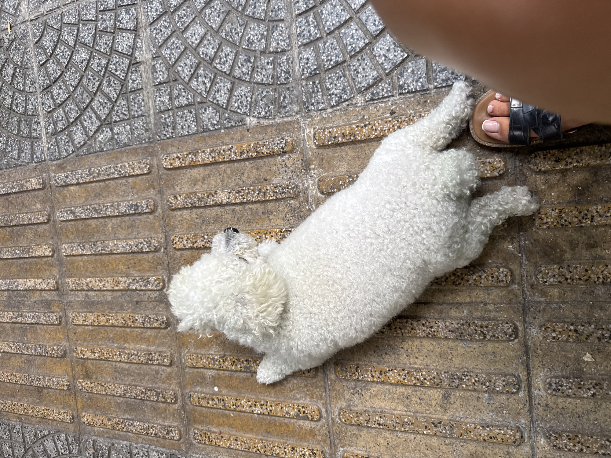 A small, white, curly-haired dog lies on a sidewalk in what appears to be Đà Nẵng, Vietnam. The sidewalk consists of two distinct types of paving stones: one with a gray, circular, and tiled pattern, and the other with raised, elongated, yellow-and-gray textured bars designed as tactile paving. The dog is positioned mostly on the tactile paving, with its head near the gray tiled area. A person's foot, wearing a black sandal, is partially visible in the upper right corner of the frame, suggesting a human presence nearby. The overall scene is a casual, candid shot of a dog resting on a city street.
